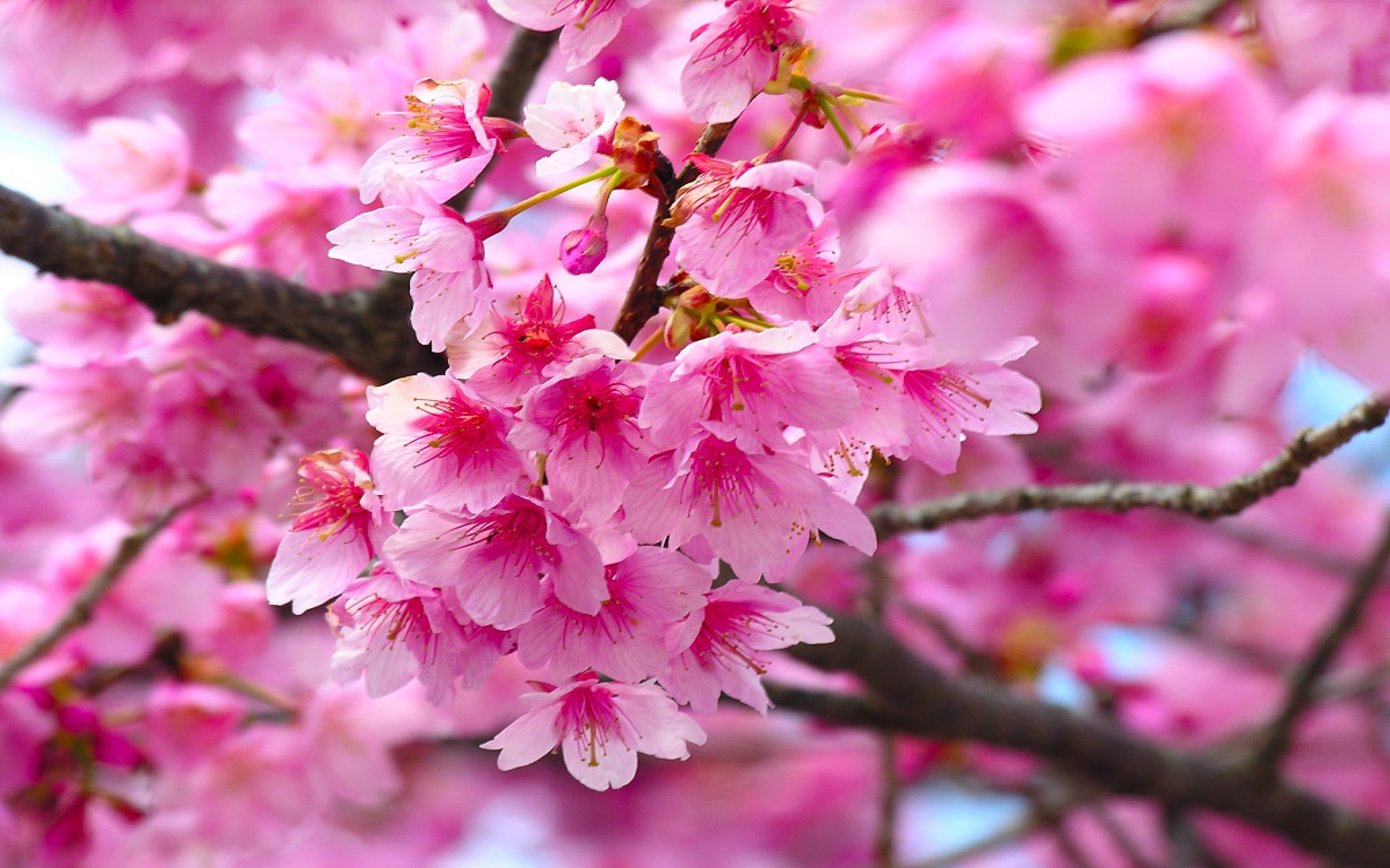 Cherry Blossom Flower Wallpaper : Wallpapers13.com
