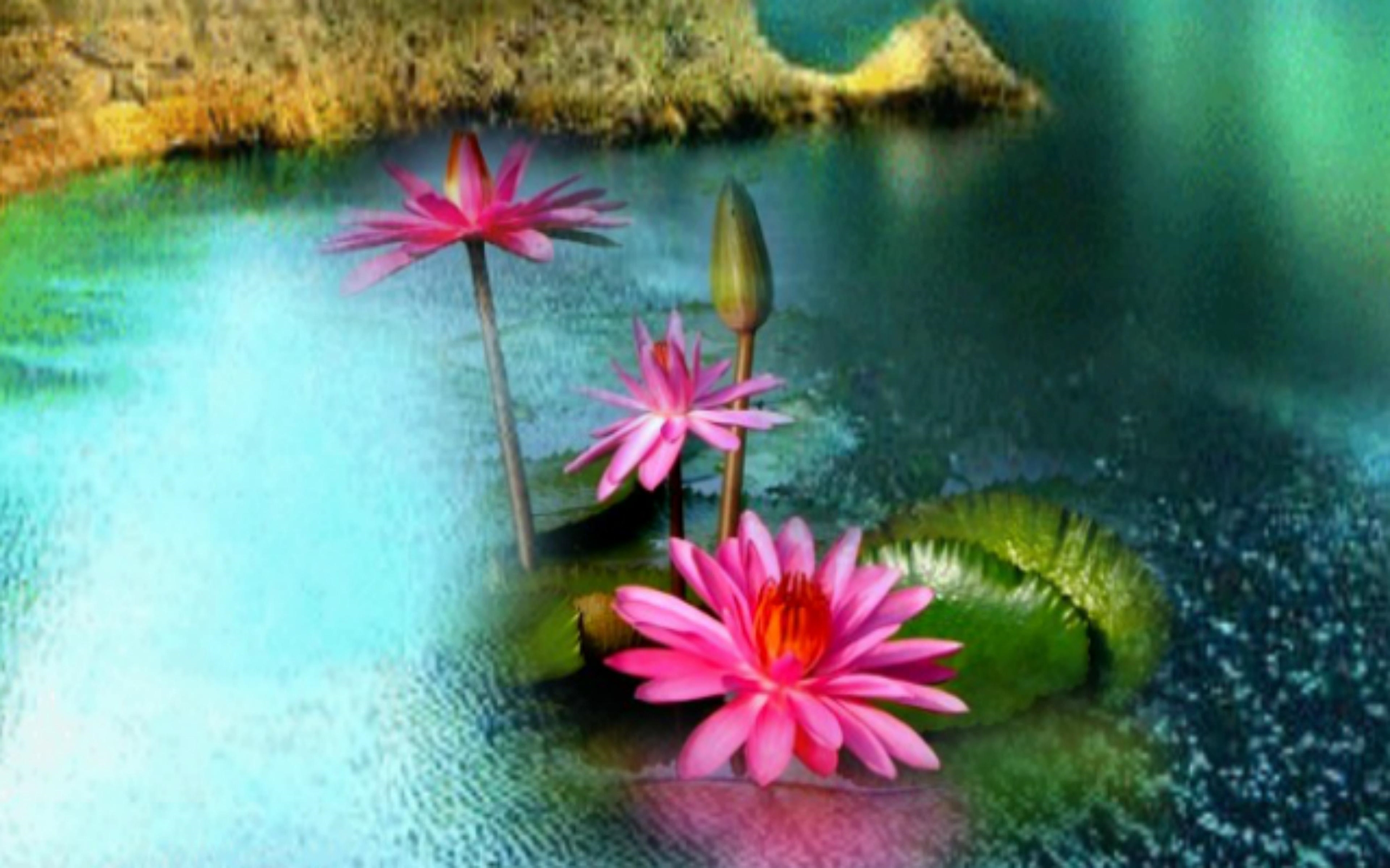 Pink Flowers Cute Lake Hd Wallpaper Ultra 2560x1600 Hd