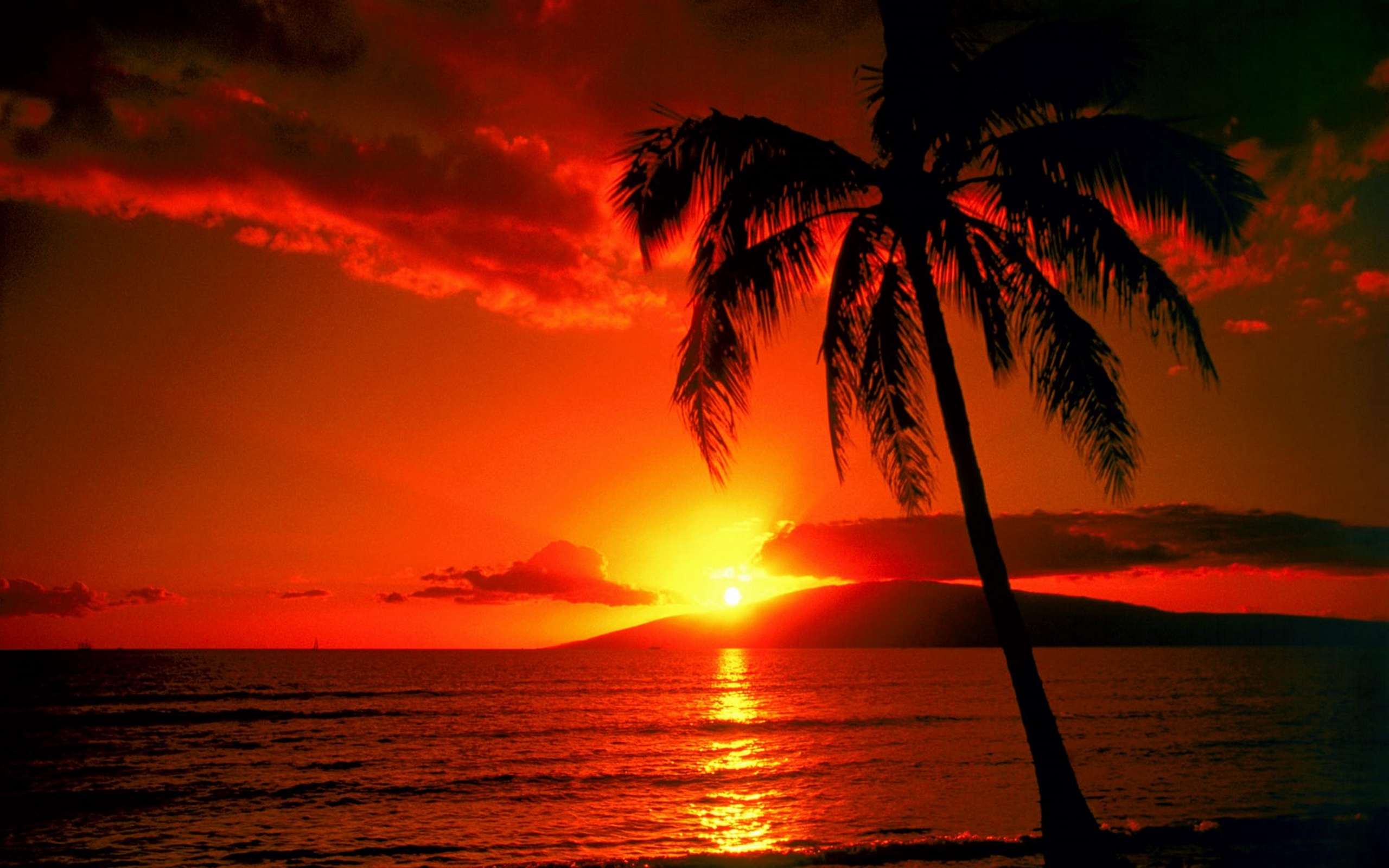 Beautiful Beach Palm Sunset : Wallpapers13.com