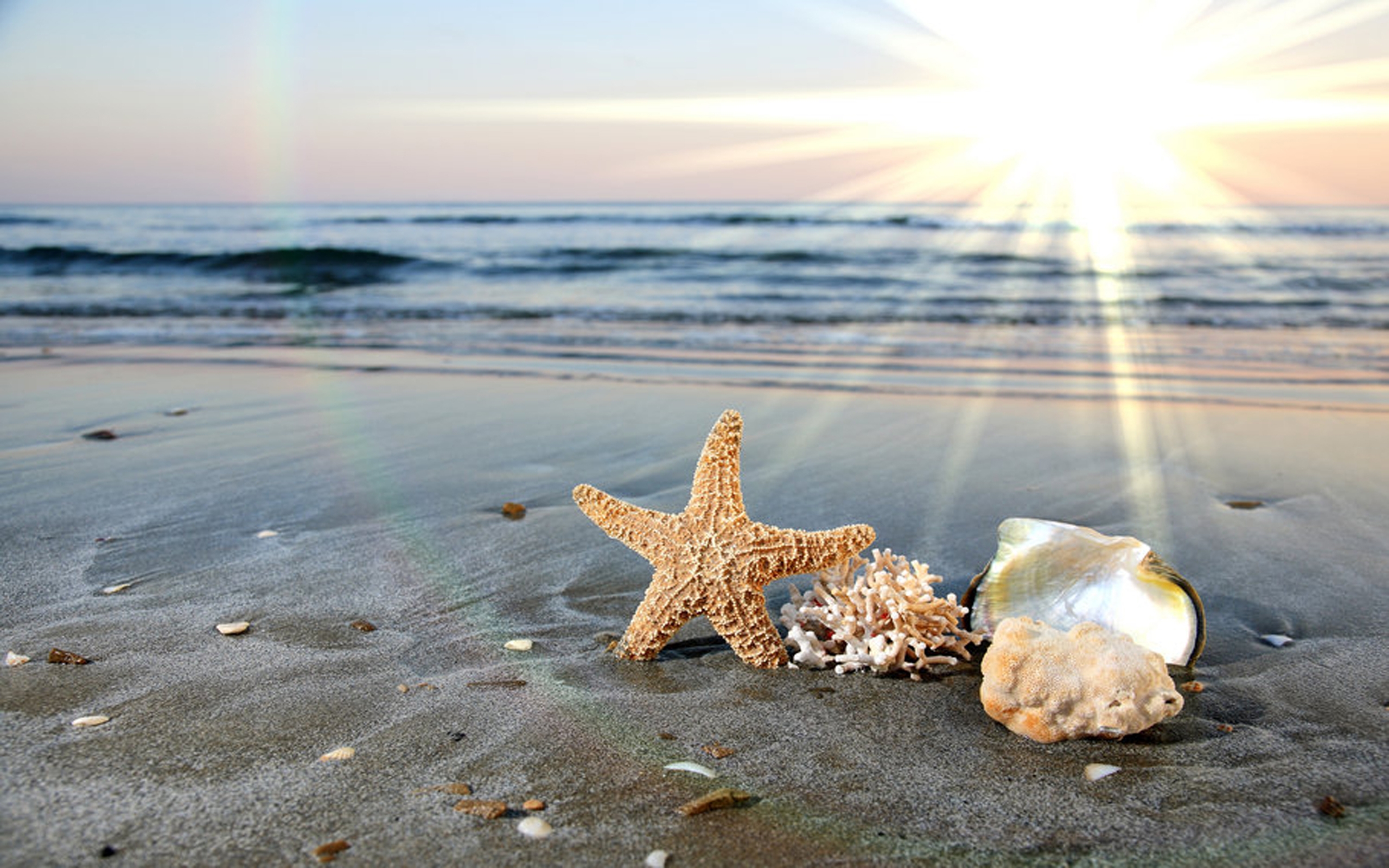 Seashells Starfish Sea Ocean Waves Water Sand Beach Beach Surf Sky