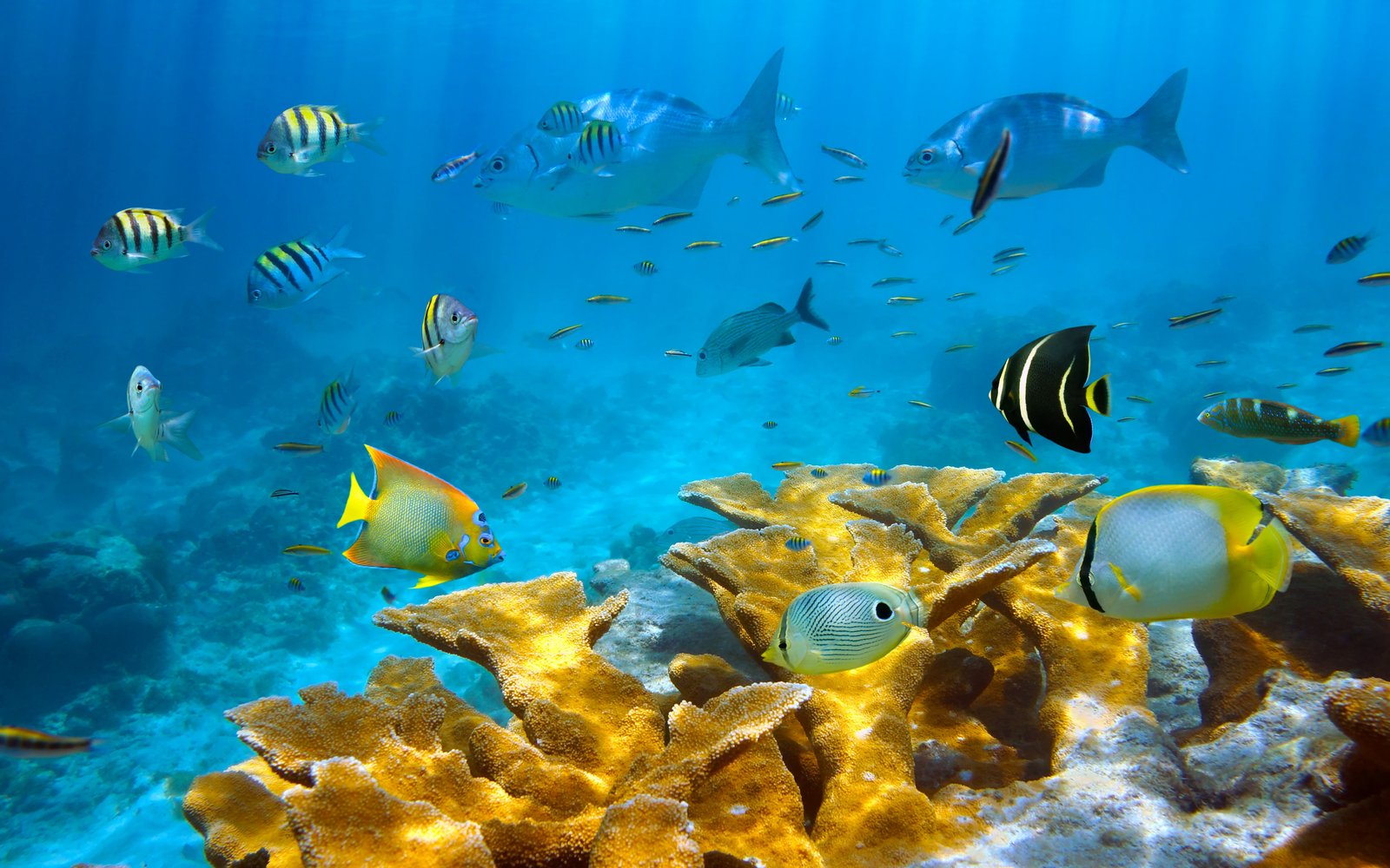 Sea Seabed With Colorful Fish And Coral Desktop Wallpaper Hd