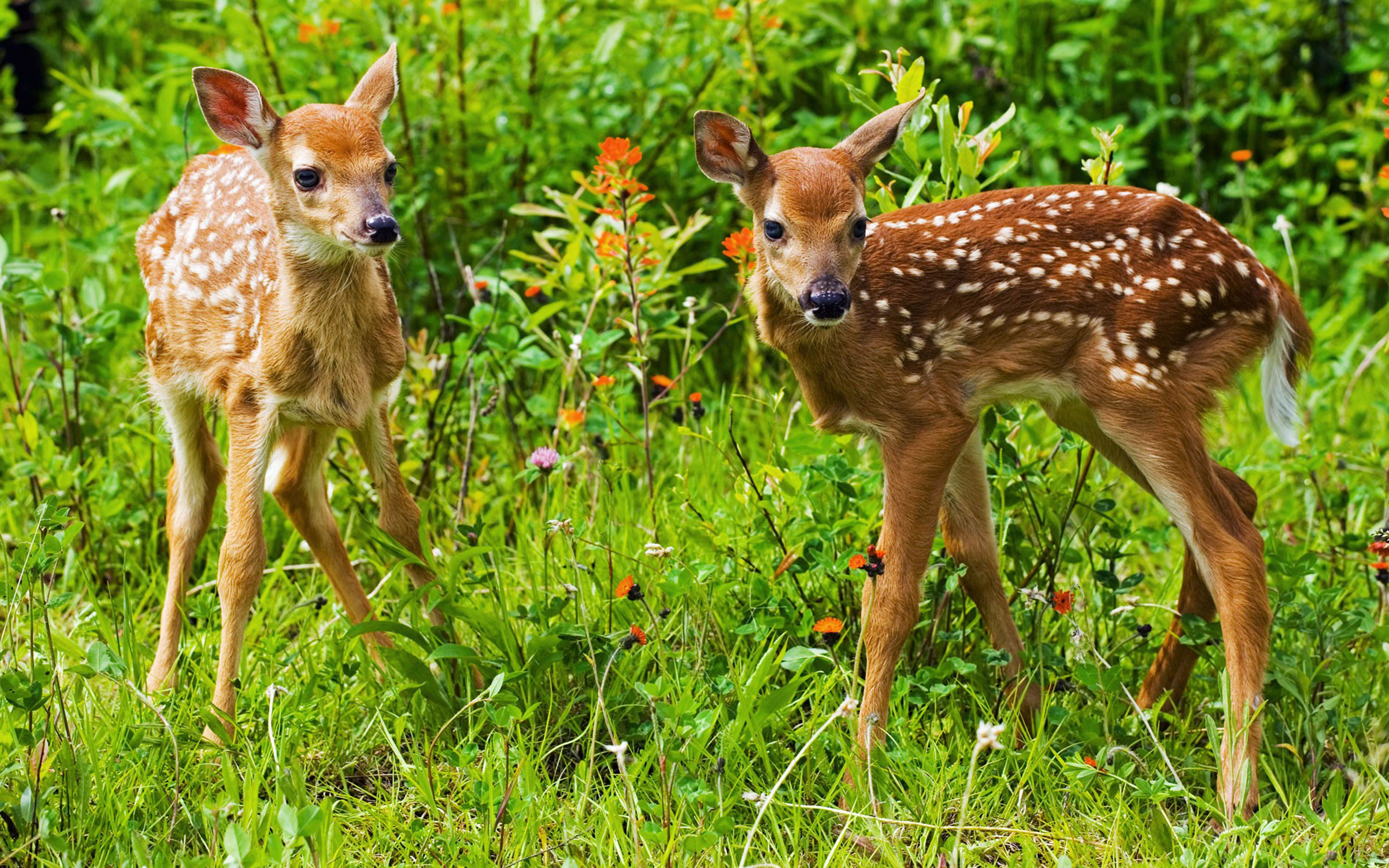 Deer lick nature preserve
