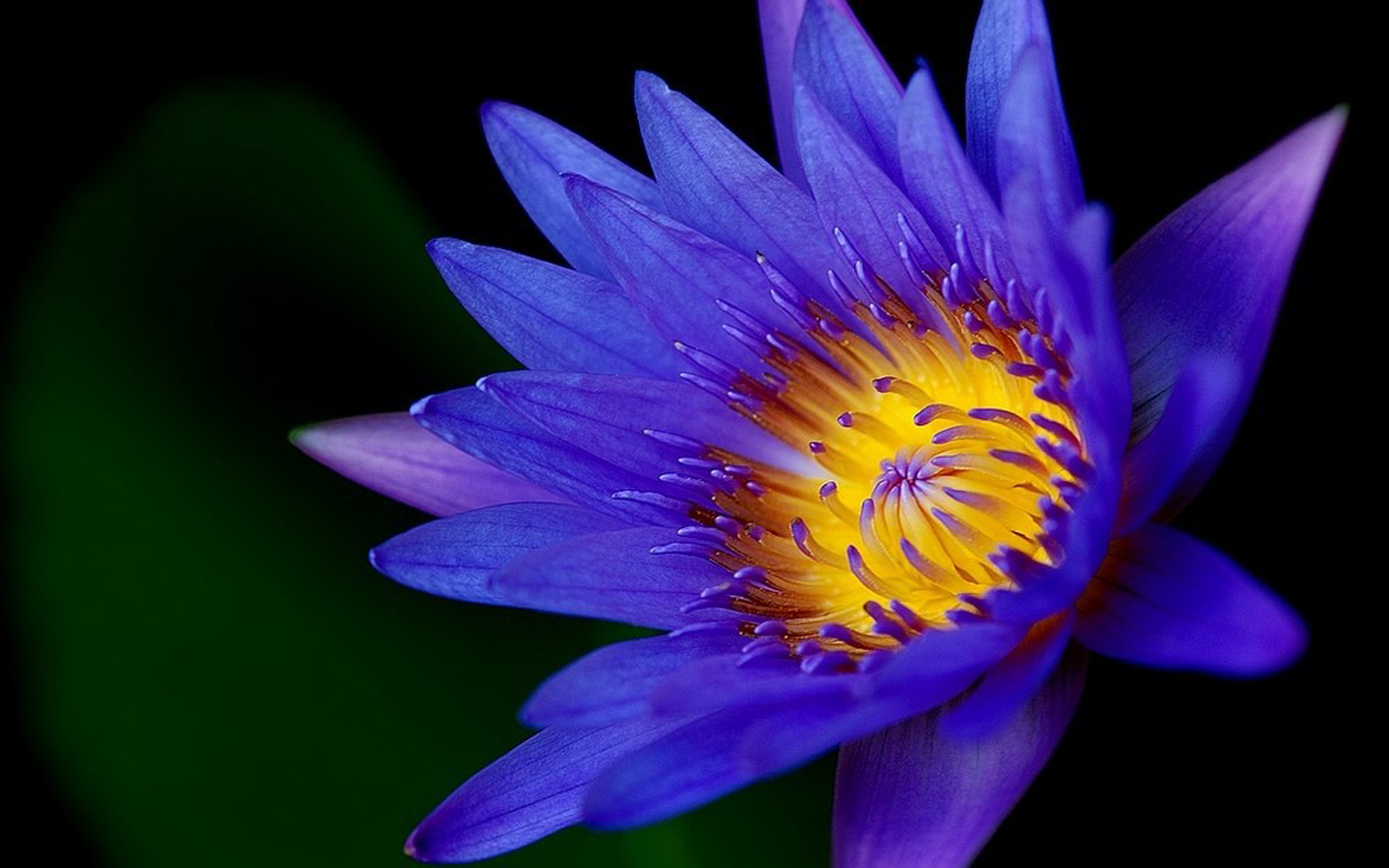 Lotus Flower Dark Blue Color Hd Wallpapers For Mobile Phones And