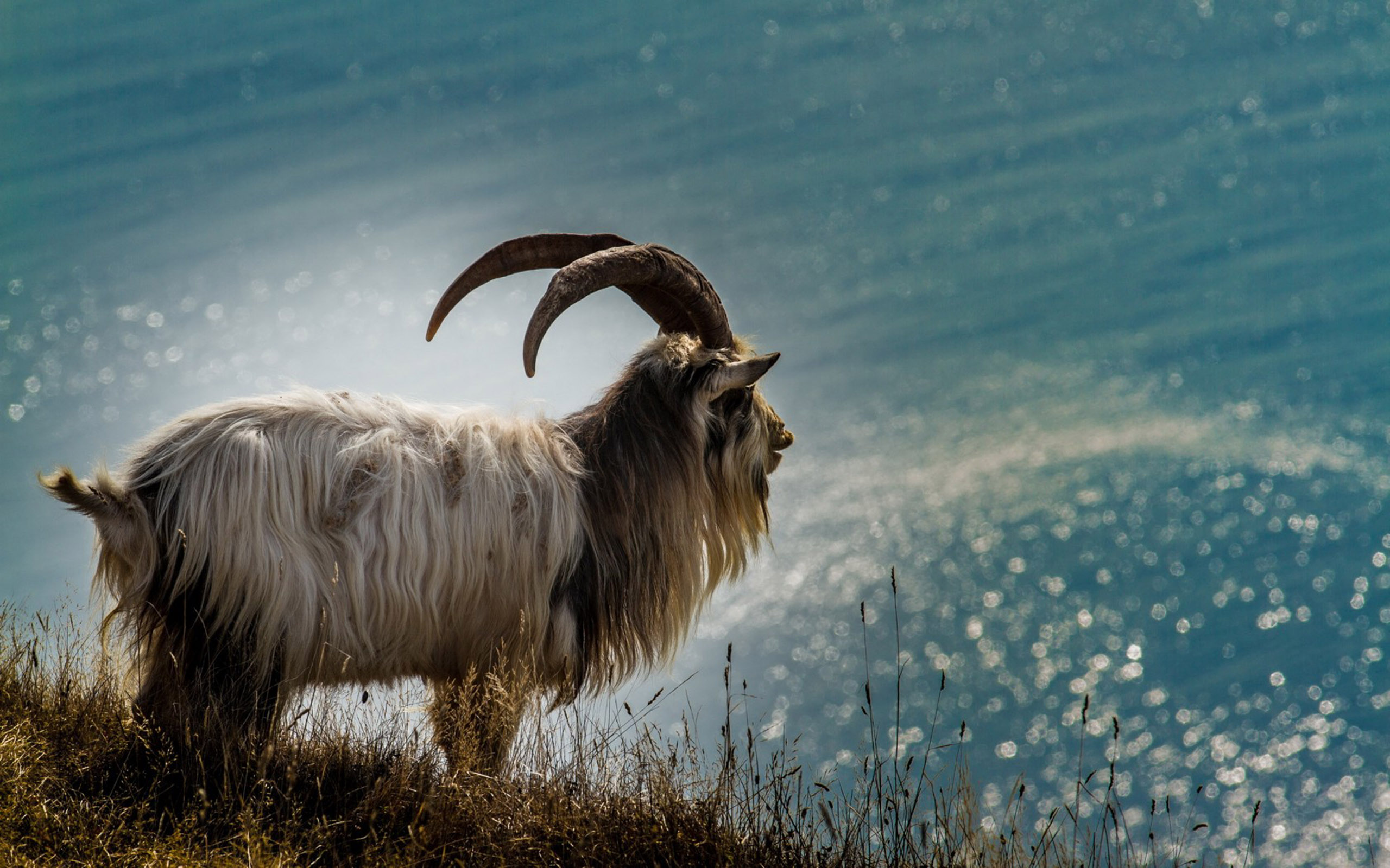 The Domestic Goat (capra Aegagrus Hircus) Is A Subspecies Of Goat