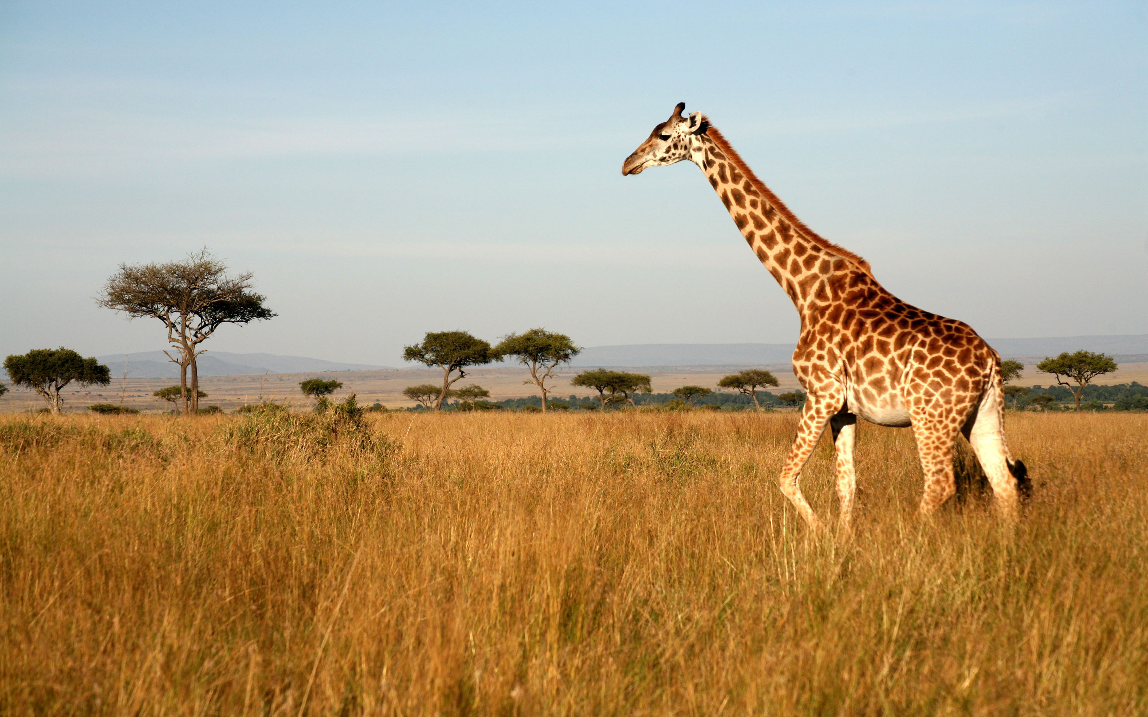 Giraffe Motion Through Dry Grass, Endless Savannah Trees Wallpaper For