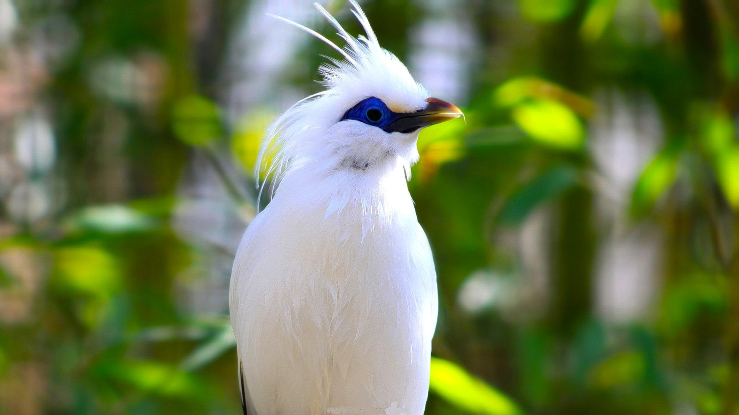 White Beautiful Bird Image