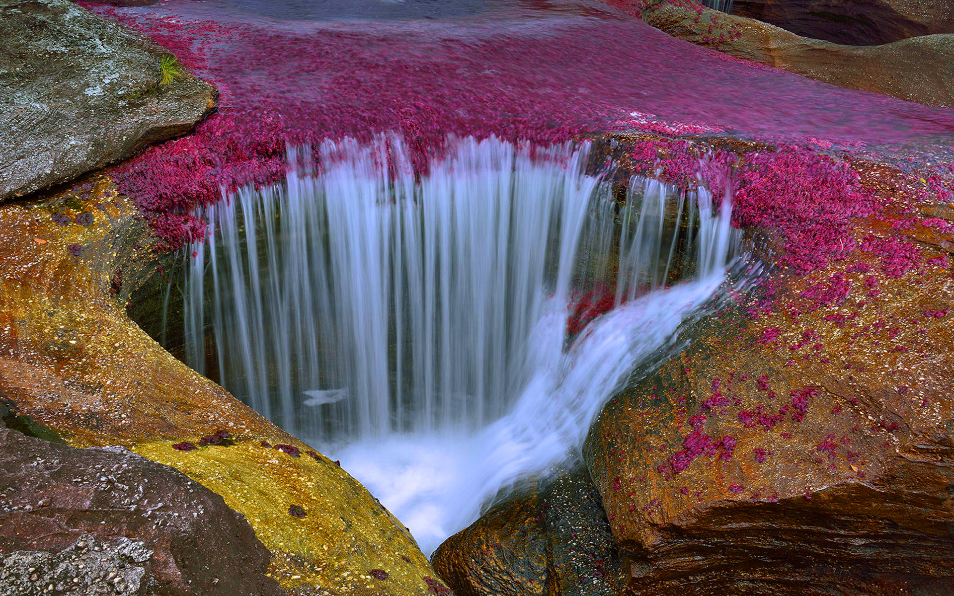Cano Cristales River In Colombia An Amazingly Beautiful River