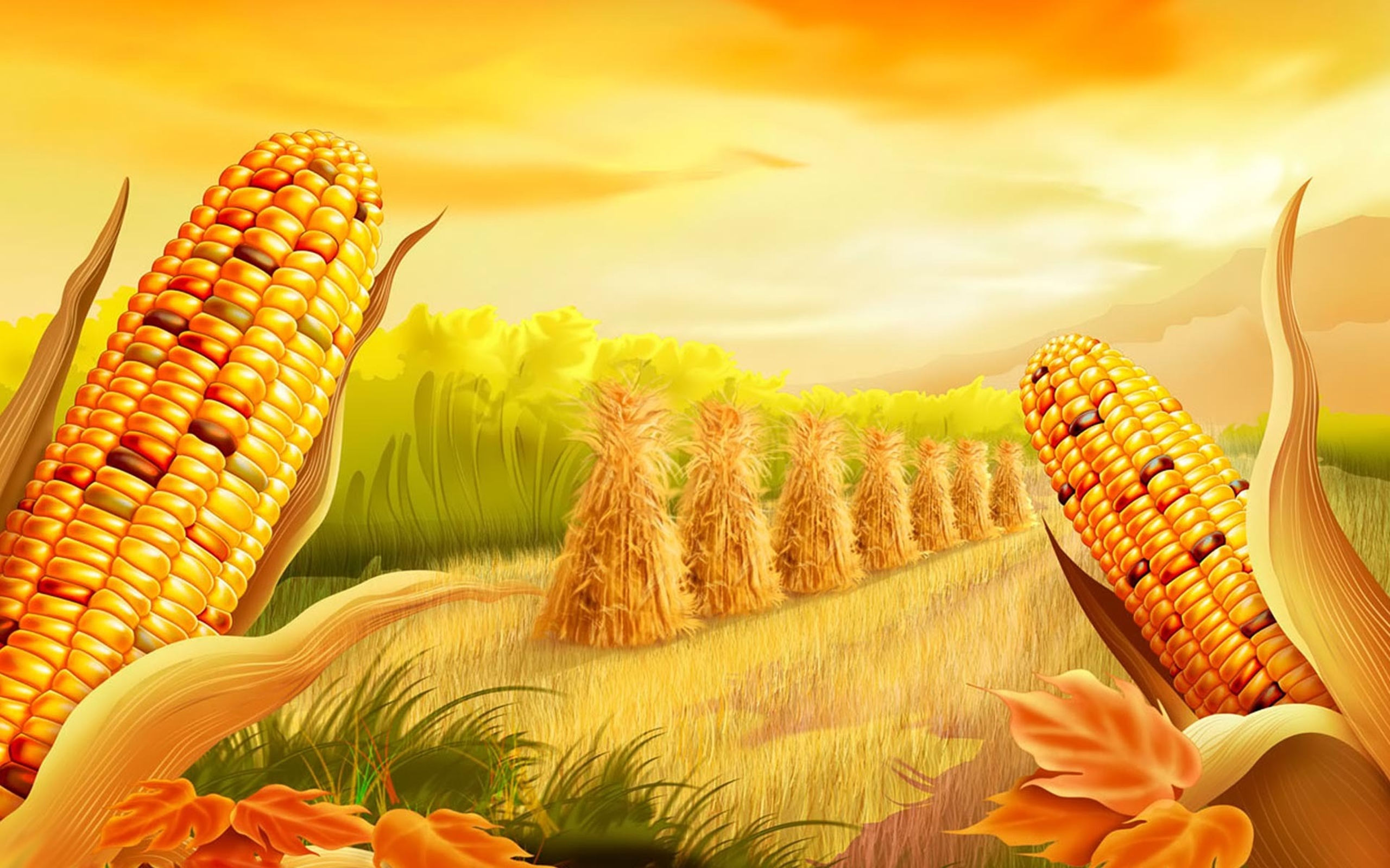 Corn HD wallpapers free download  Wallpaperbetter