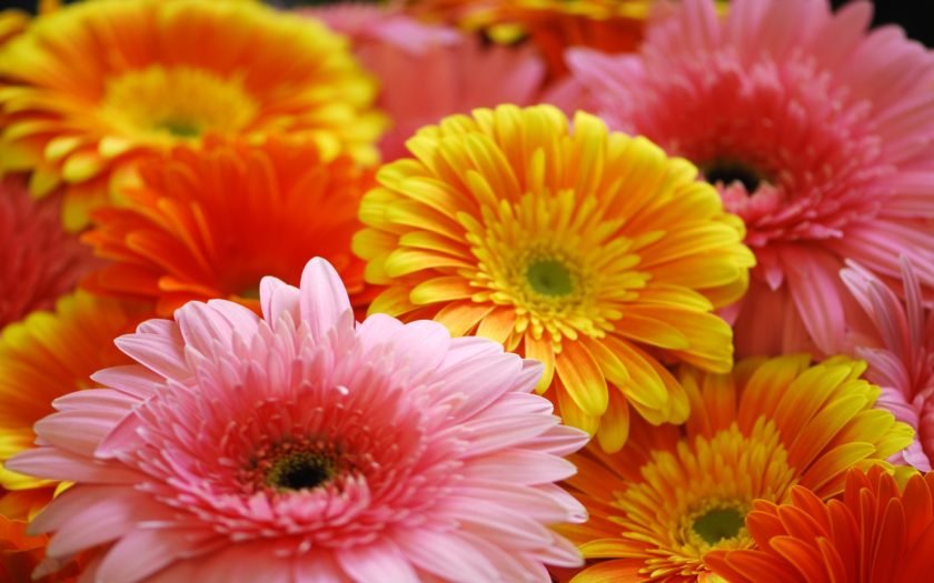 Gerbera Daisies Flowers 765 : Wallpapers13.com