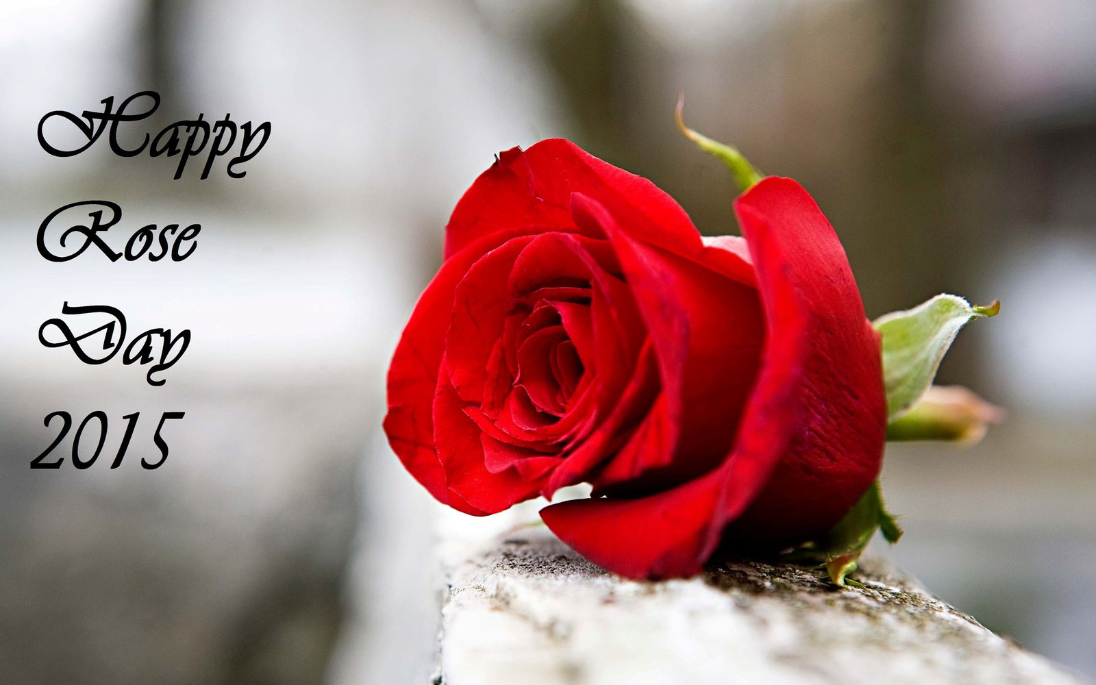 Rose day. Роза Happy Days. Happy Rose Day. День розы (Rose Day). On Happy Day роза.