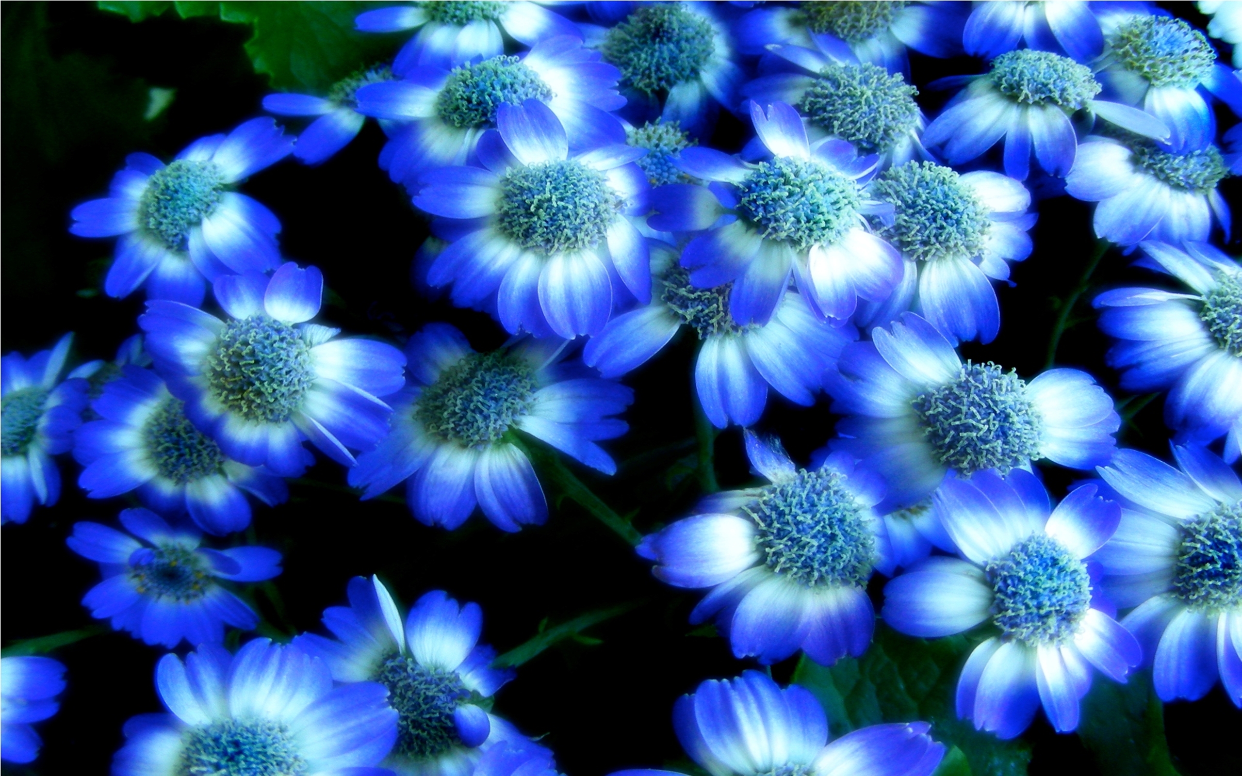 Blue Flowers Images : Spring Mountain Sunset Flowers Wallpaper Blue ...
