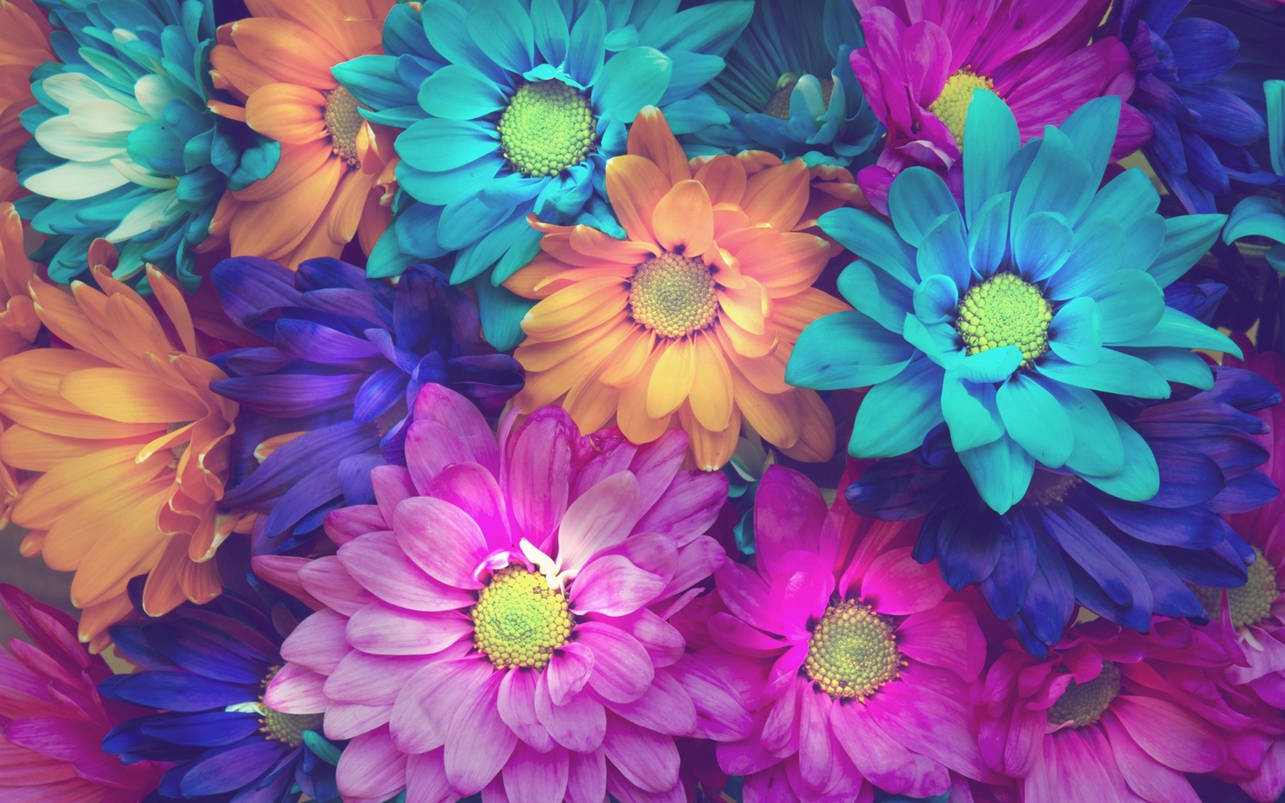 Colorful Daisy Flowers Pink Blue Orange Background Wallpaper 2560x1600 Wallpapers13 Com