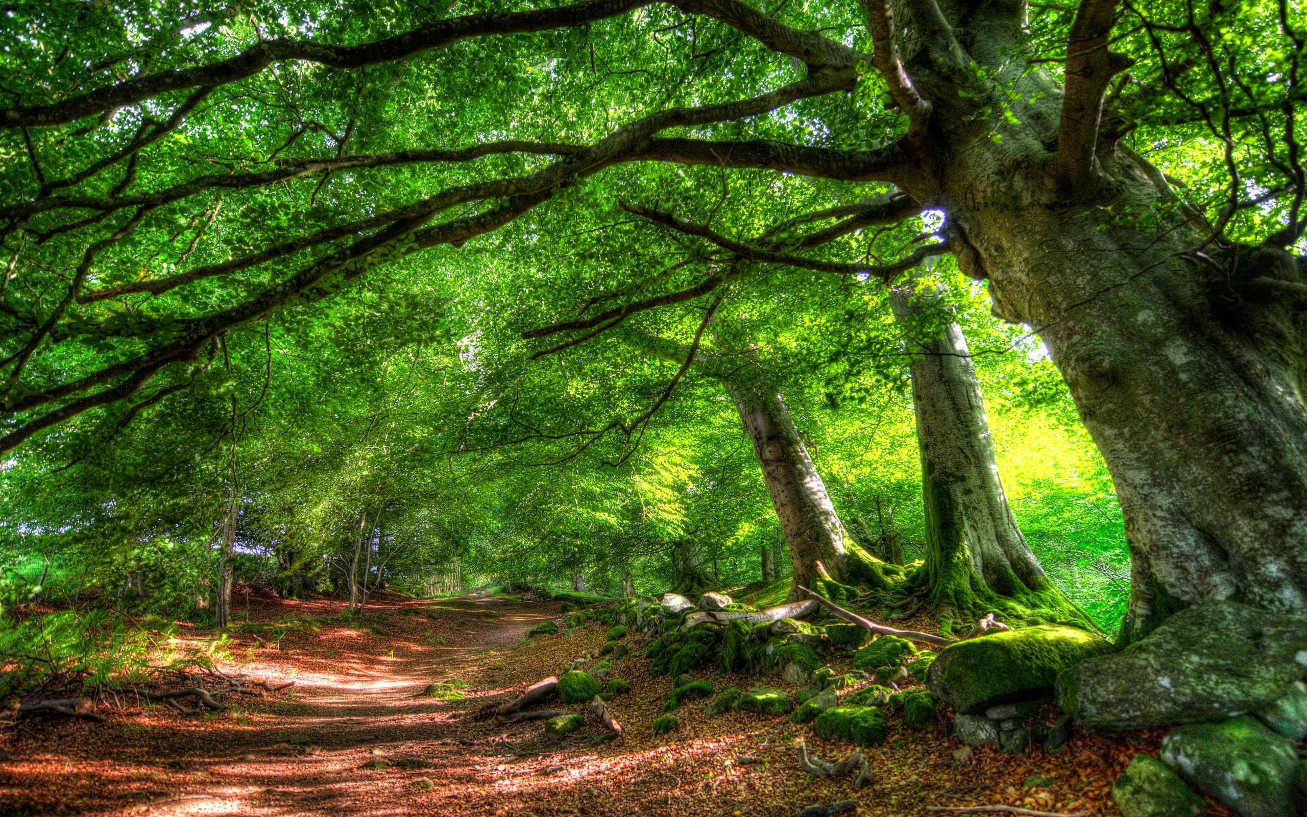Forest Trees Canopy Leaves Green