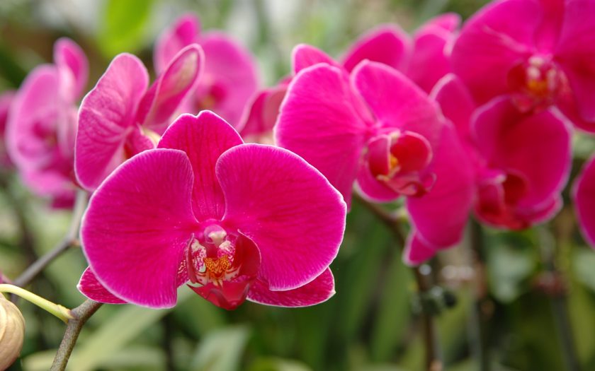 Fuscia Pink Orchid : Wallpapers13.com