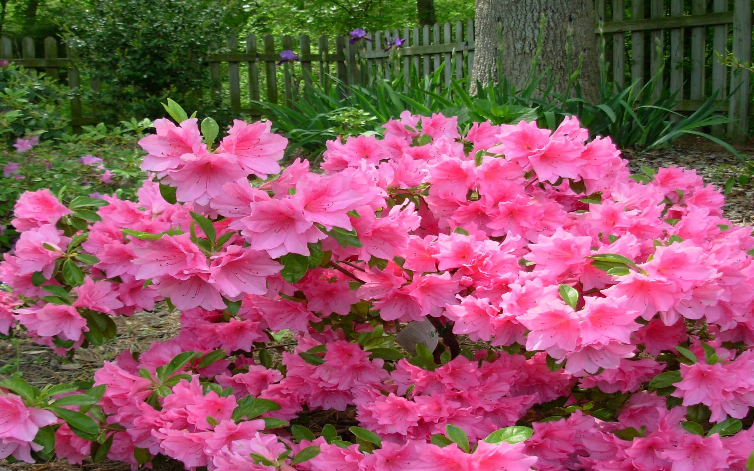 How To Plant And Care For Azalea Bushes : 