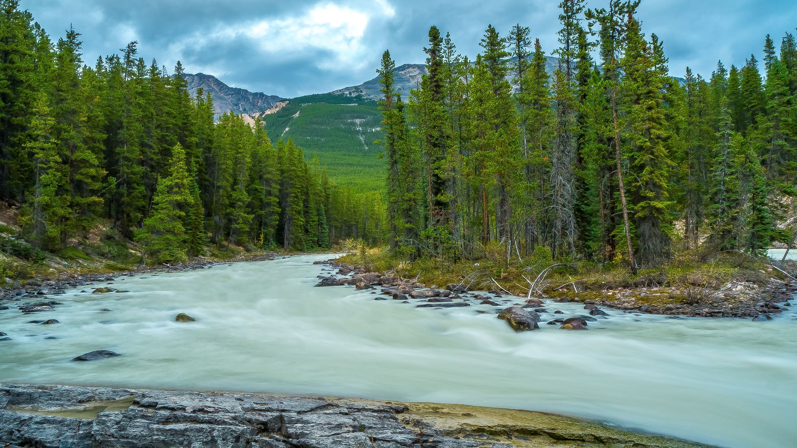 95,000+ Forest River Landscape Pictures