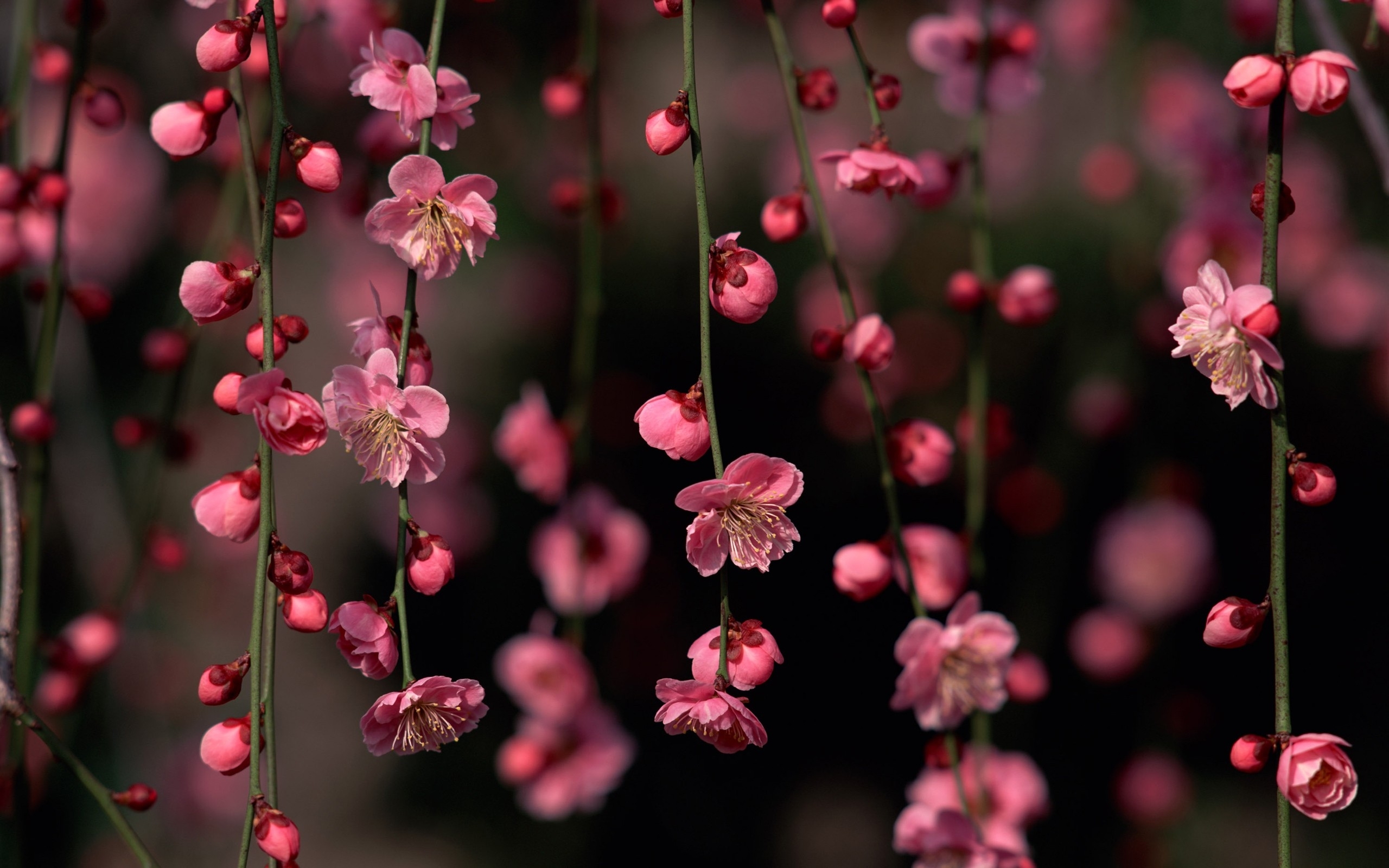 106198 4k sakura pink HD wallpaper cherry blossom spring flowers   Rare Gallery HD Wallpapers