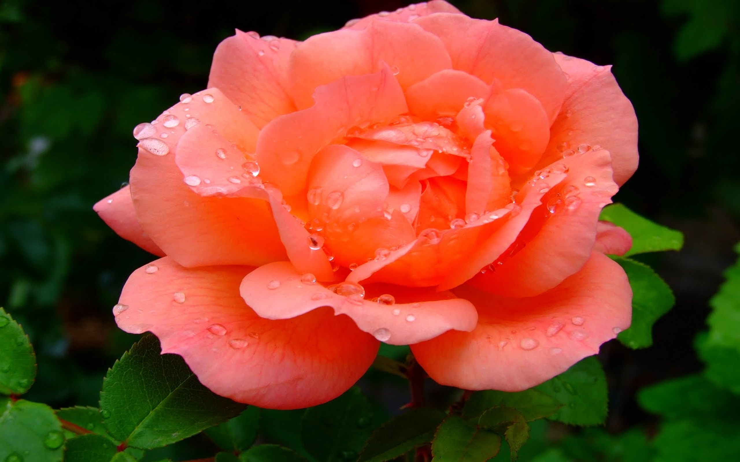 Роза nectarine фото — Картинки и Рисунки