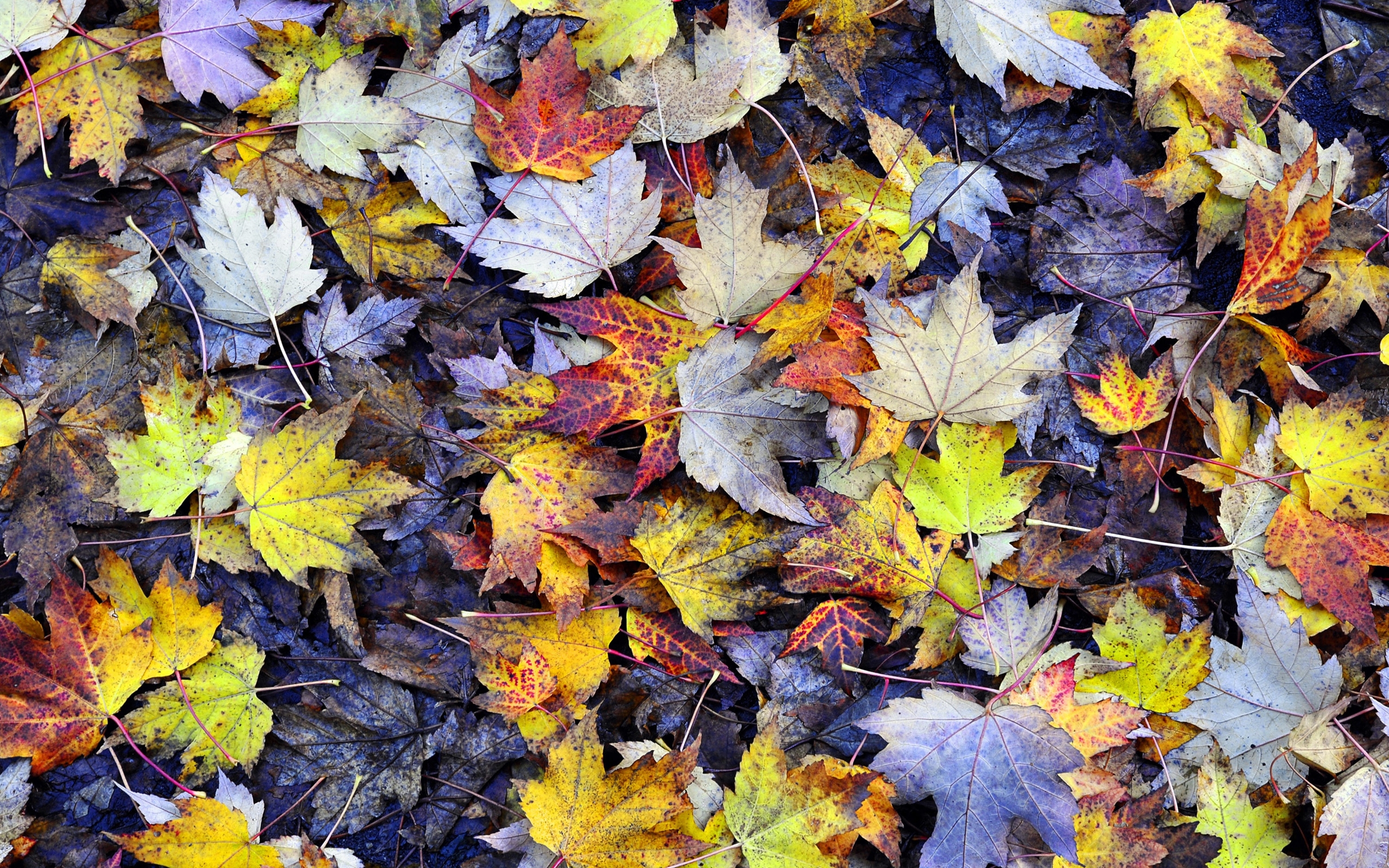 Seasons Autumn Foliage Nature 409544 : Wallpapers13.com