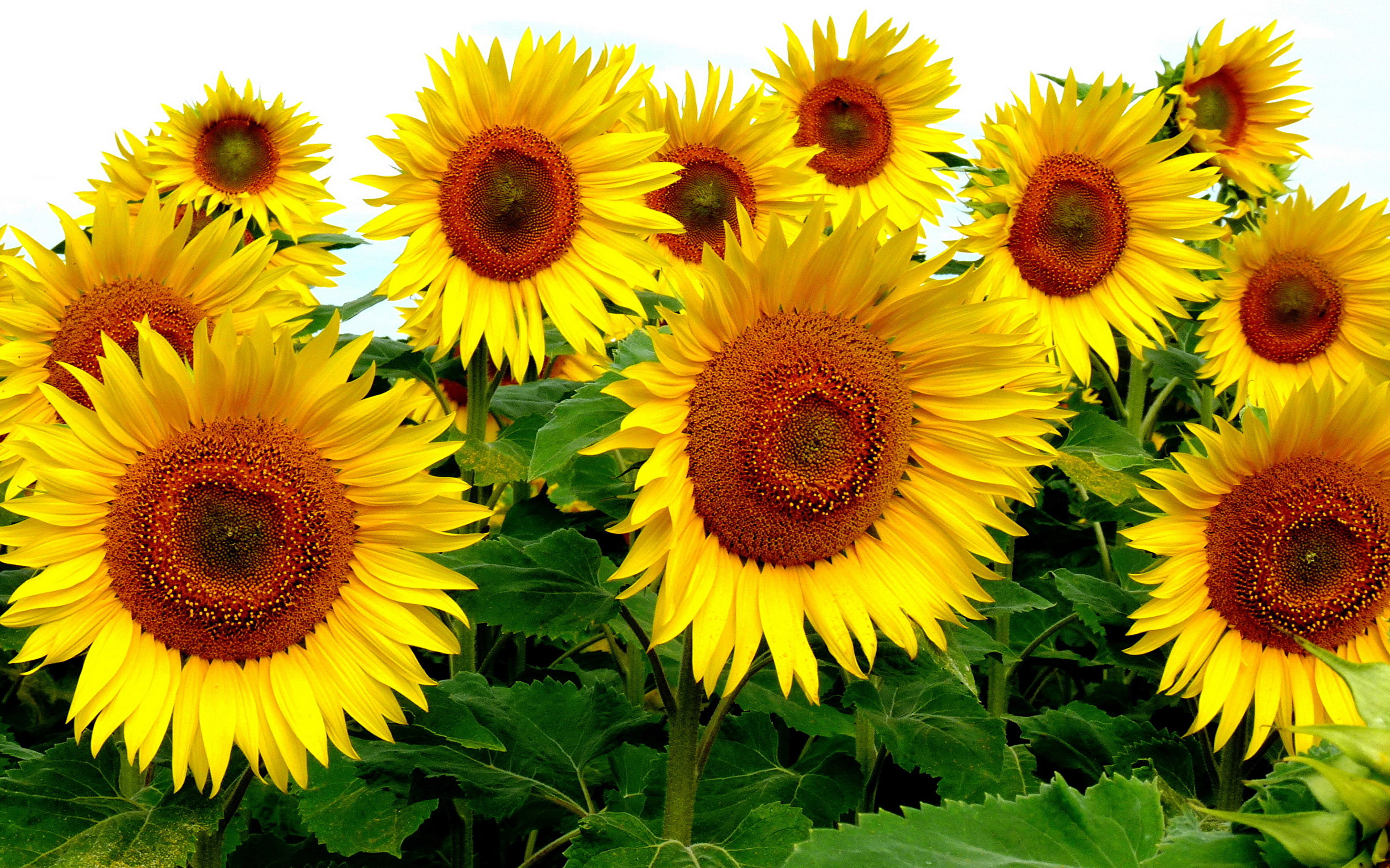 Sunflower Yellow Flowers plants 4k HD Desktop Wallpapers ...