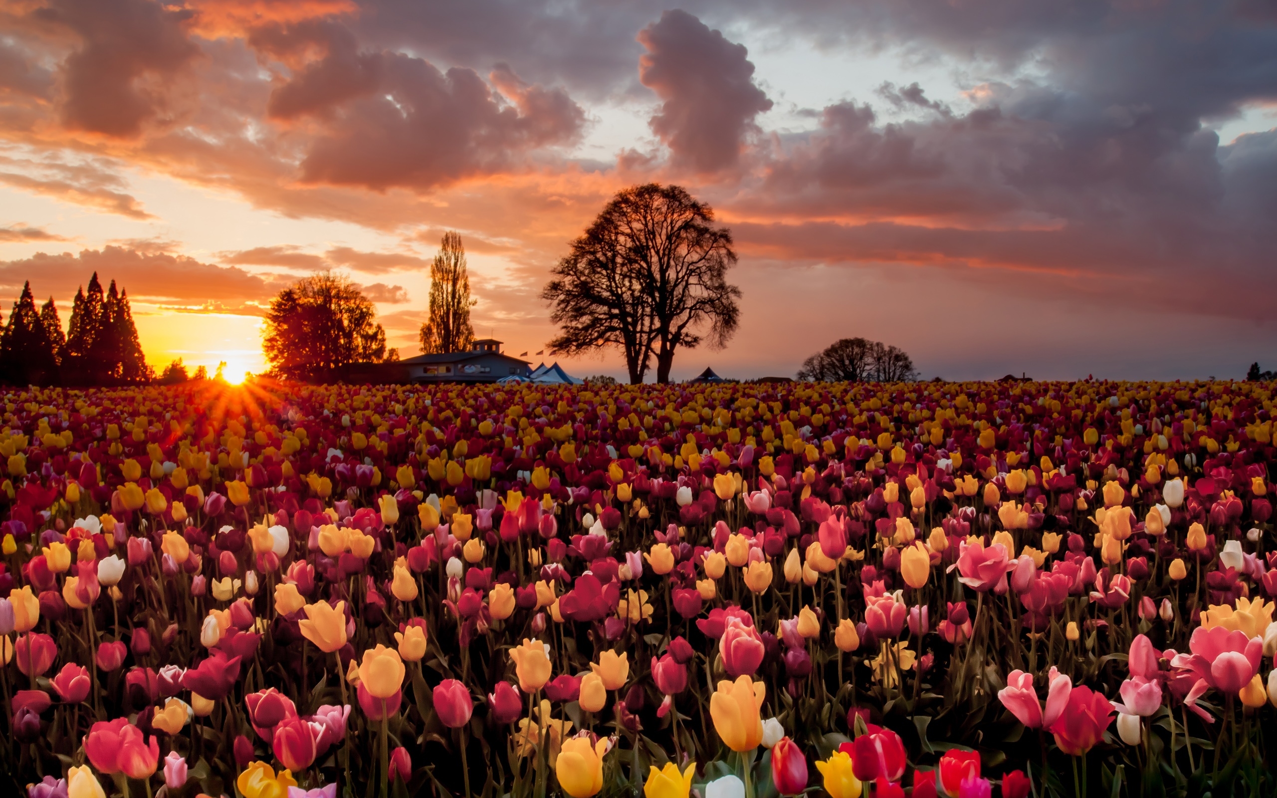 Tulips Flowers Field Trees Farm Orange Sky with gorgeous Red Clouds
