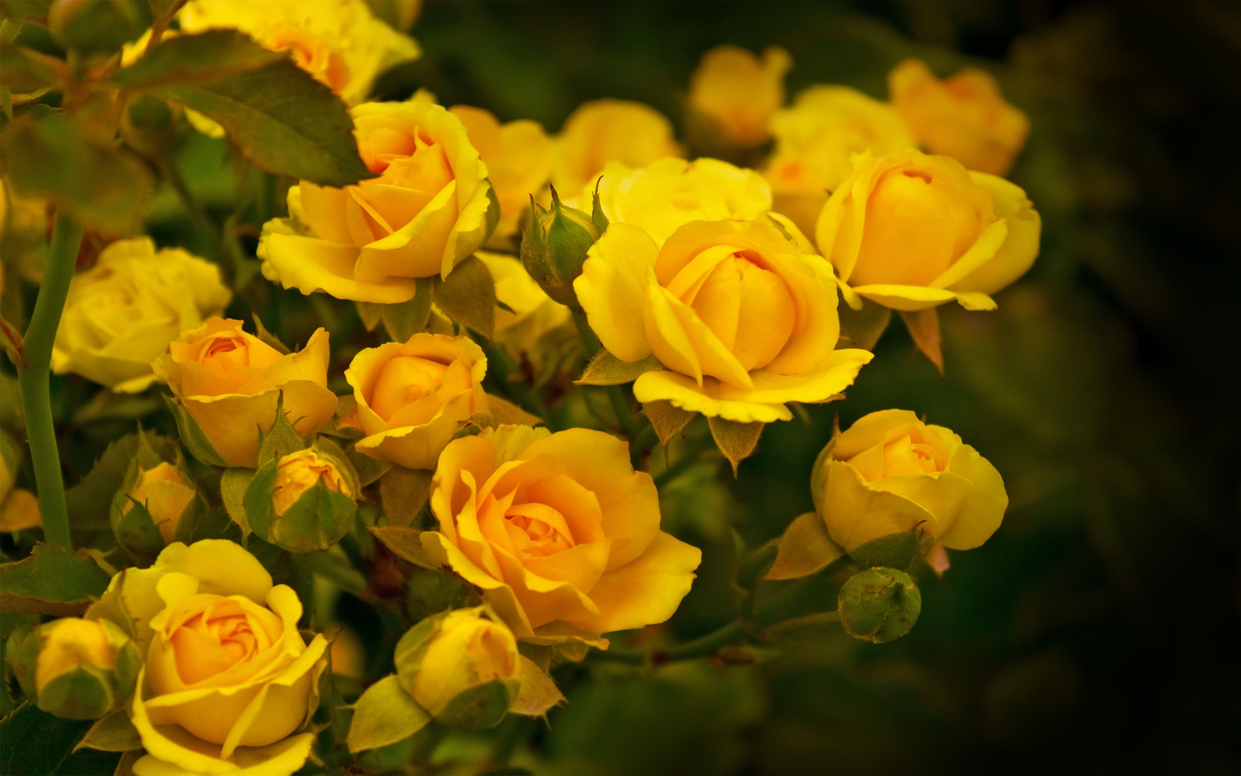 13931 Yellow Roses Stock Photos HighRes Pictures and Images  Getty  Images