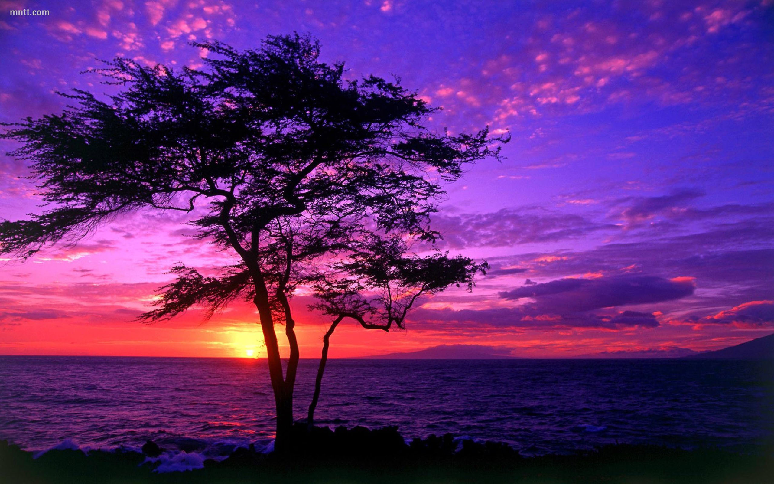 Beautiful Scenery Tree Sea Sunset Hd Wallpaper 3842 : Wallpapers13.Com