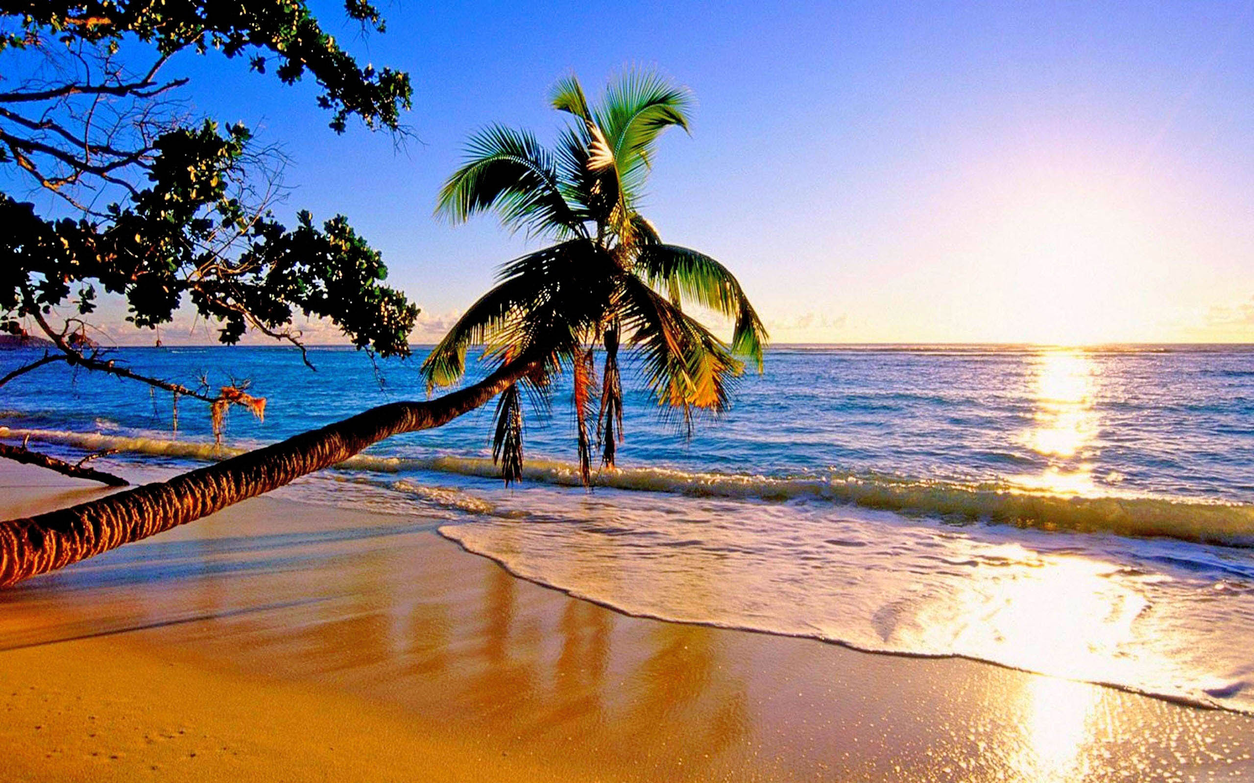 Hawaii Paradise Beach Ocean trees palm nature sunset Wallpapers Hd ...