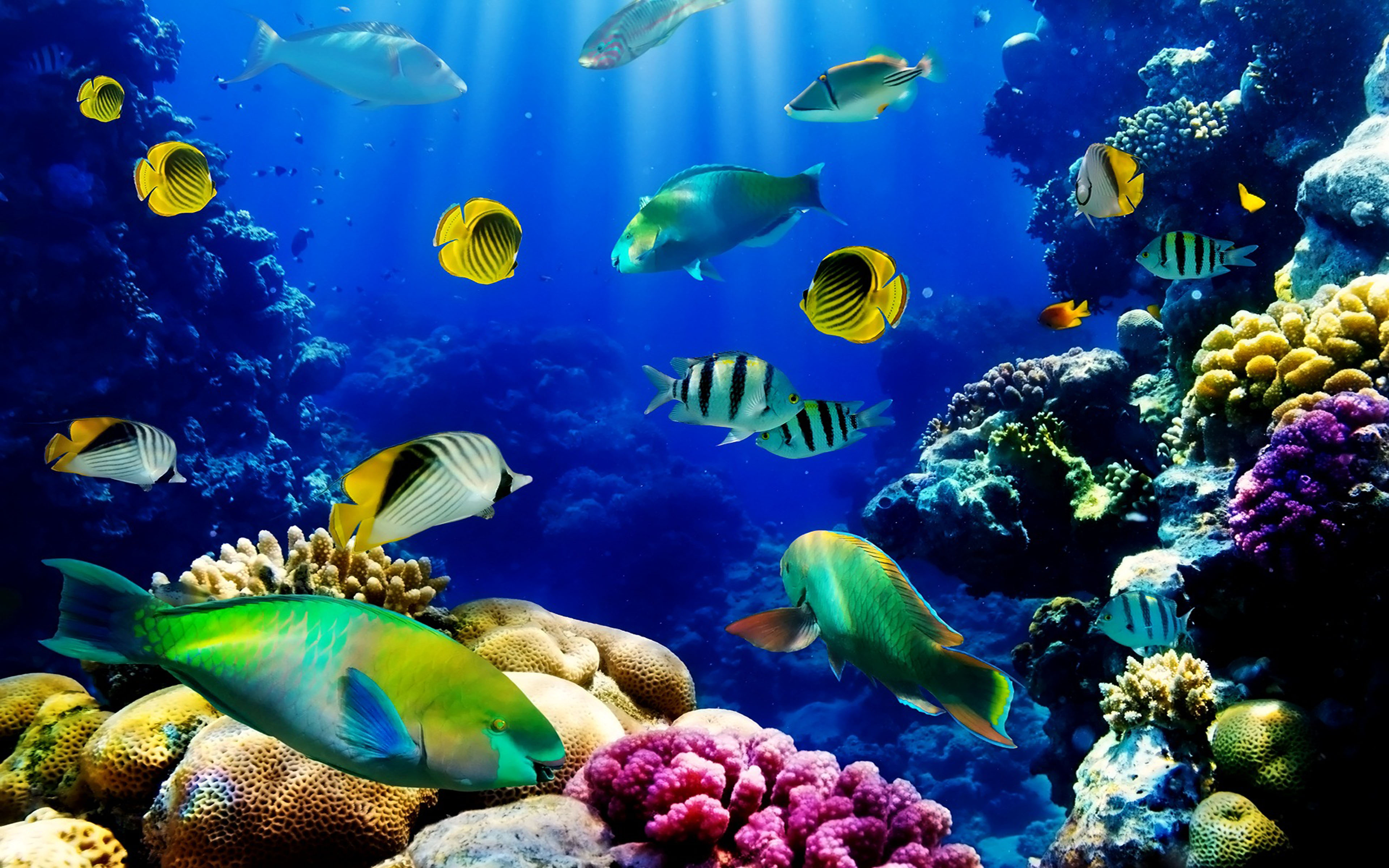 Fish Ocean seabedtropicalreef coralHd Wallpaper