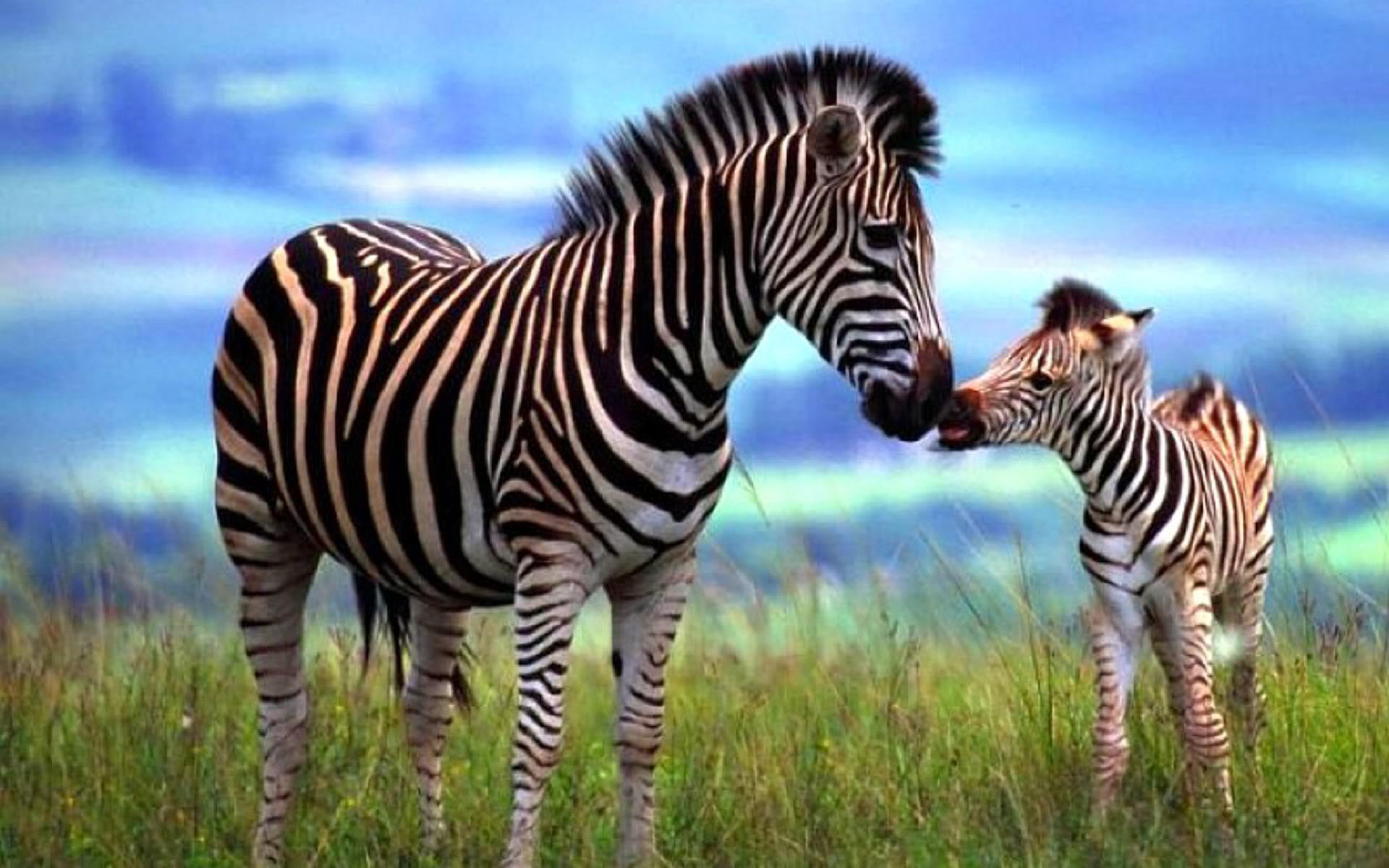Зебра в дикой природе