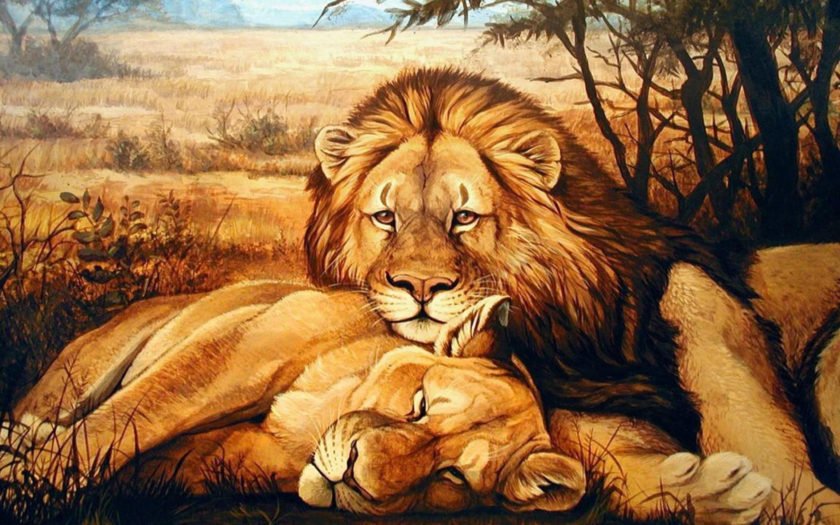 sweet Lion and lioness love | Lion photography, Lion art, Lion and lioness