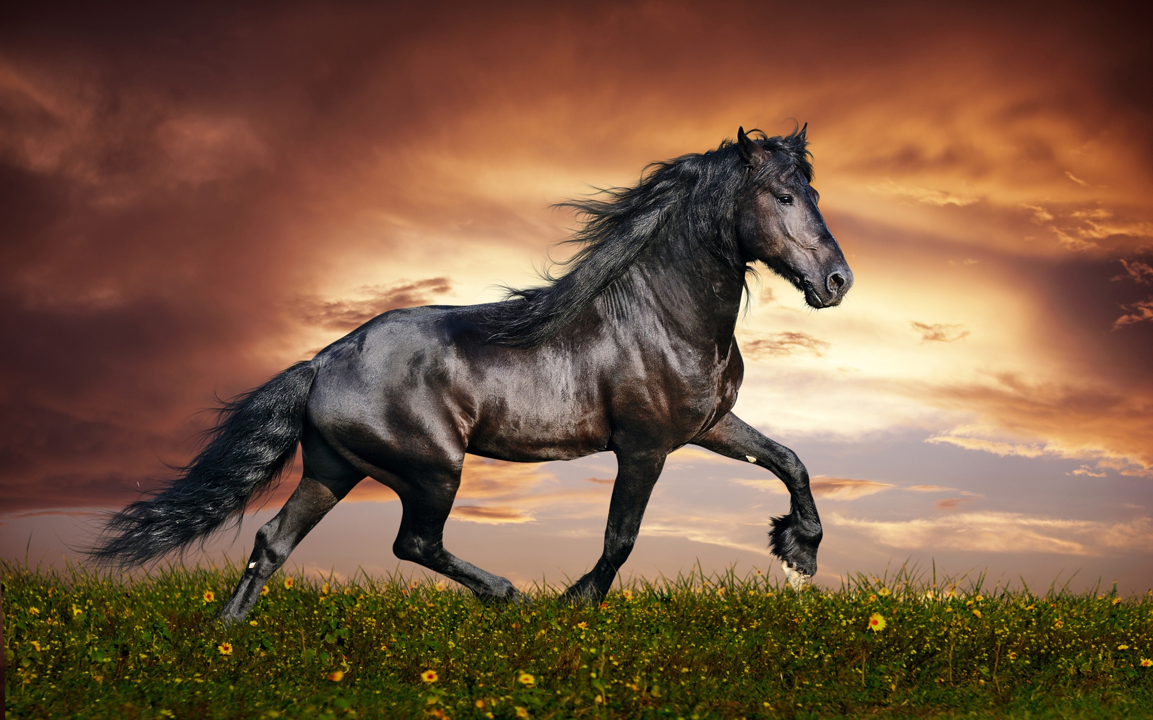 Arabian Black Horse Widescreen Images High Resolution
