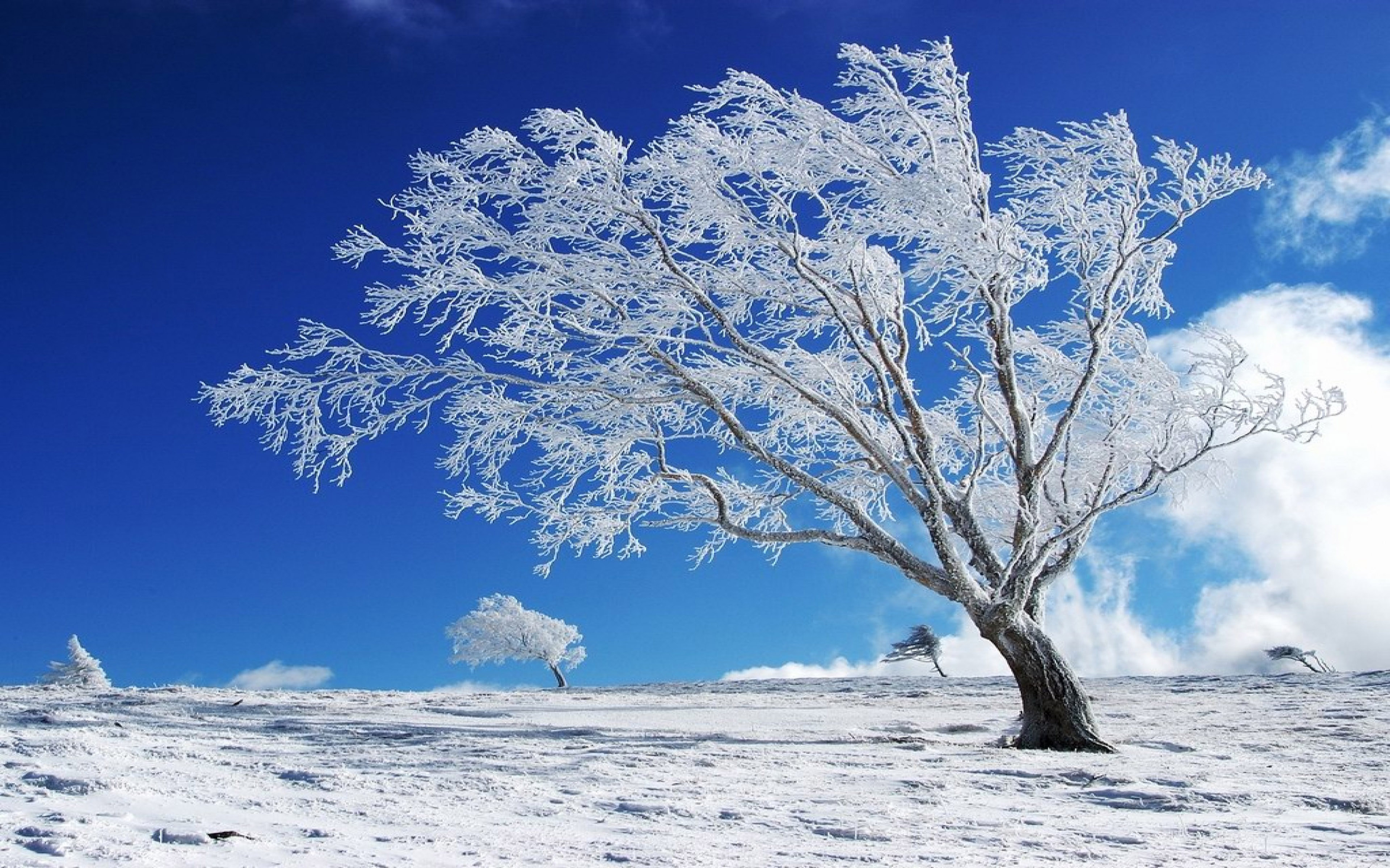 beautiful background winter snow tree hd wallpaper wallpapers13 com beautiful background winter snow tree