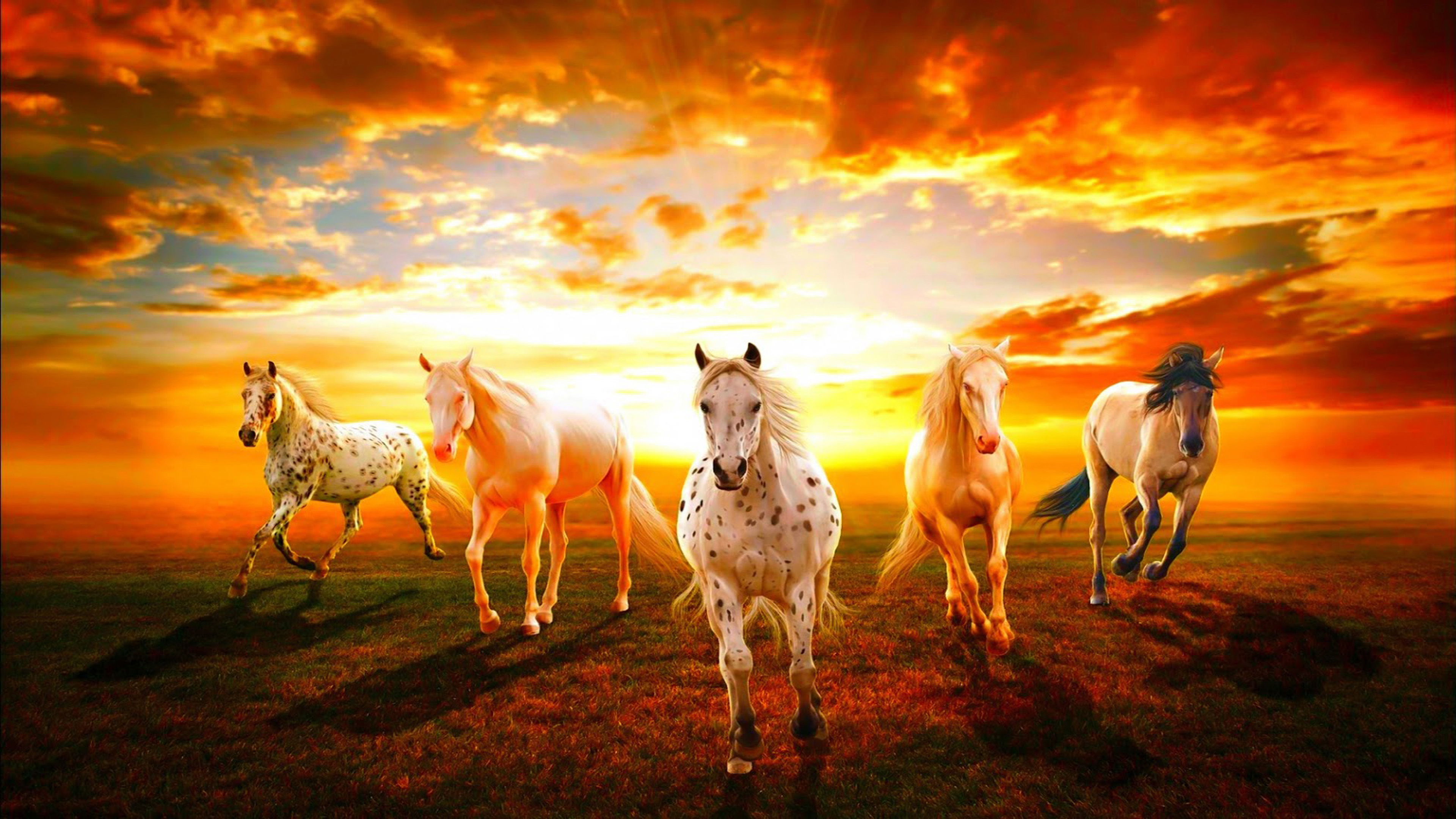 Beautiful Wallpaper Hd Horses Sunset Hd Wallpaper