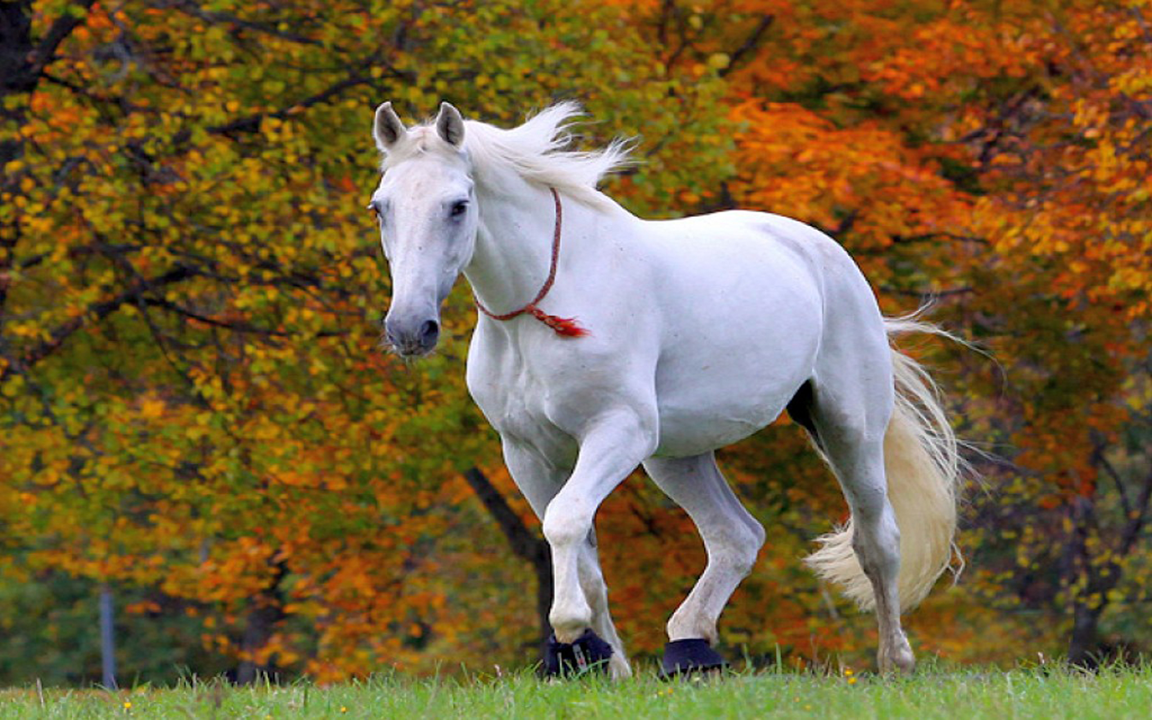 Бесплатны картинки лошади. Белая лошадь. Красивые лошадки. Красивый конь. Красивая белая лошадь.