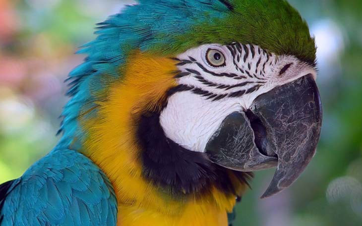Jungle Parrot Exotic Birds Pictures Download Hd Wallpaper ...