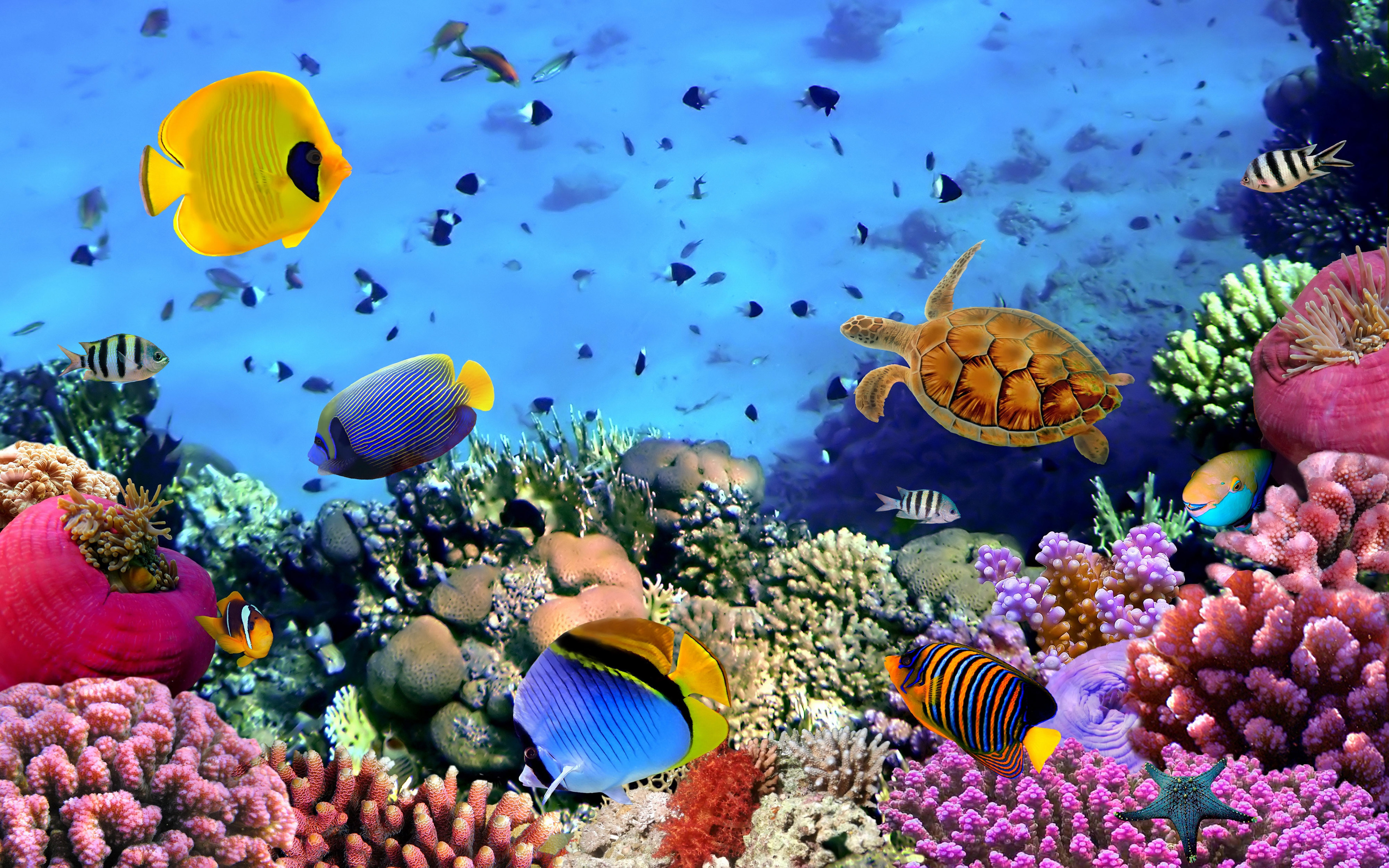 Fish corals turtle Beautiful Underwater Wallpaper Hd Widescreen 5000x3125