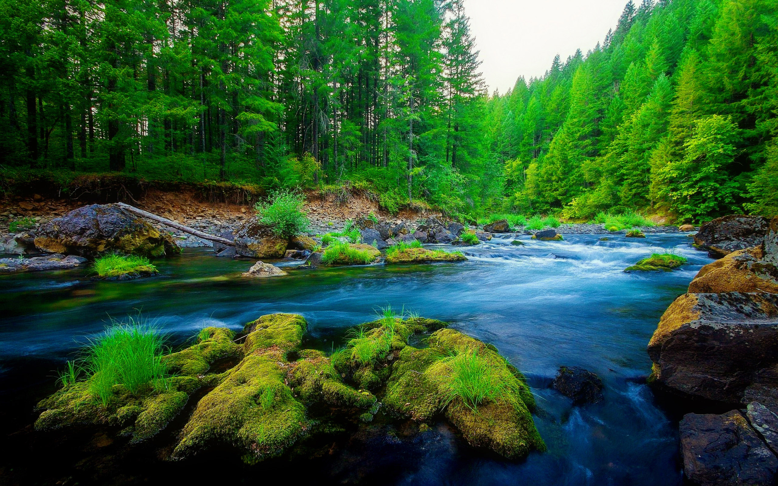 forest nature river rock pine forests desktop wallpapers13 stunning