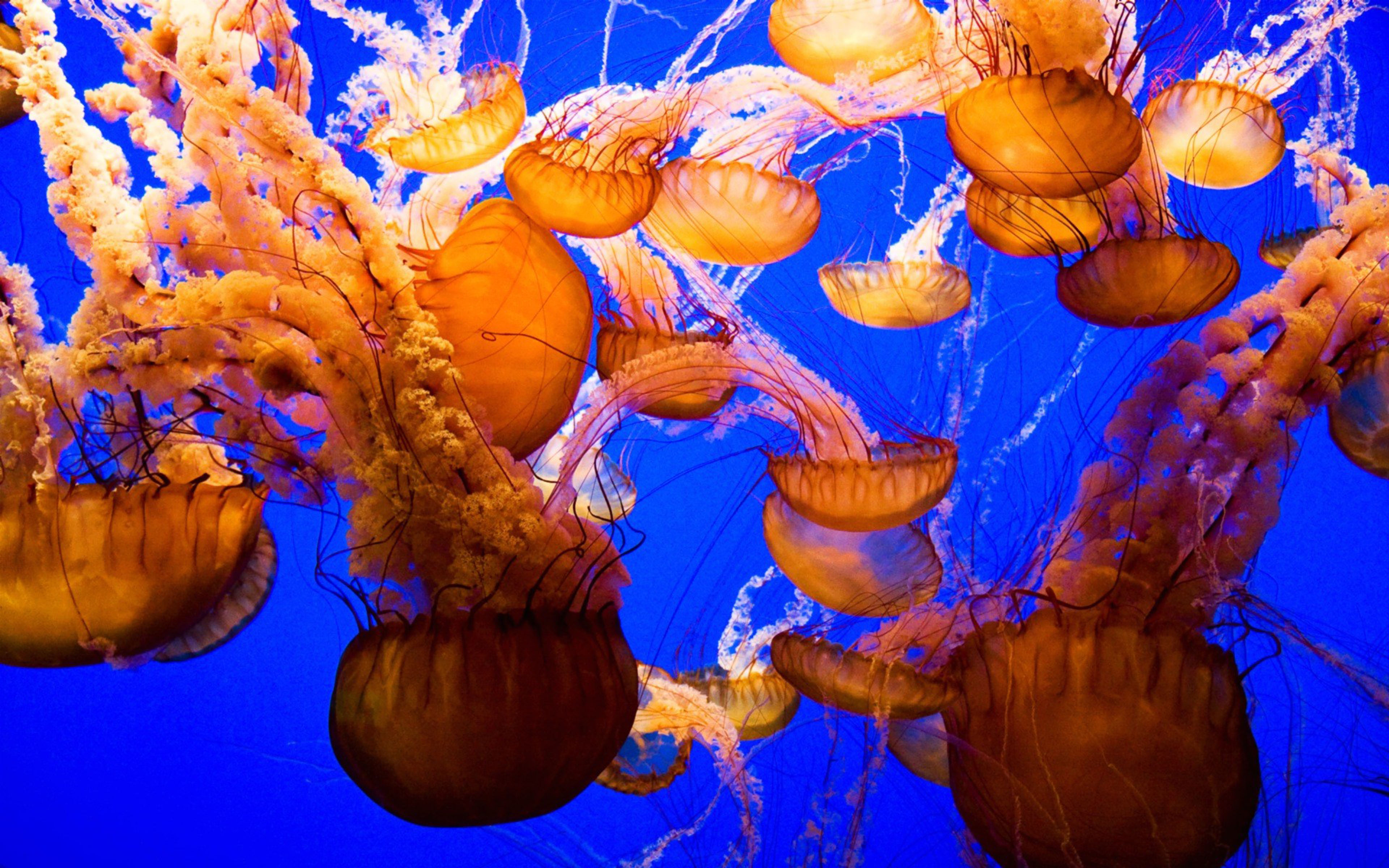 Jellyfish Shaped Umbrella Poisonous Tentacles Ocean Sea Life Underwater