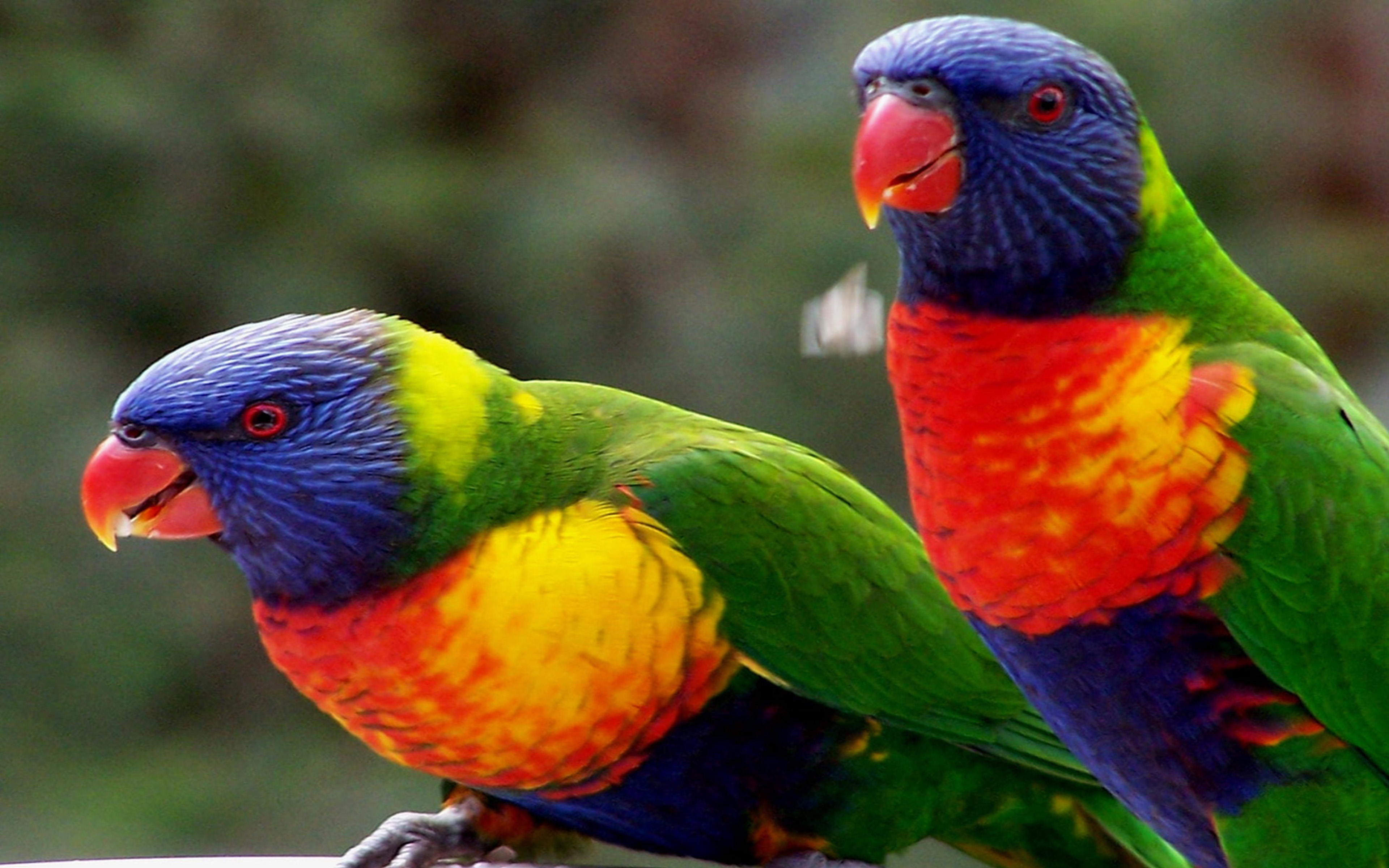 Большой цветной попугай. Попугай Лори лорикет. Многоцветный лорикет попугай. Австралийский лорикет. Мускусный лорикет.