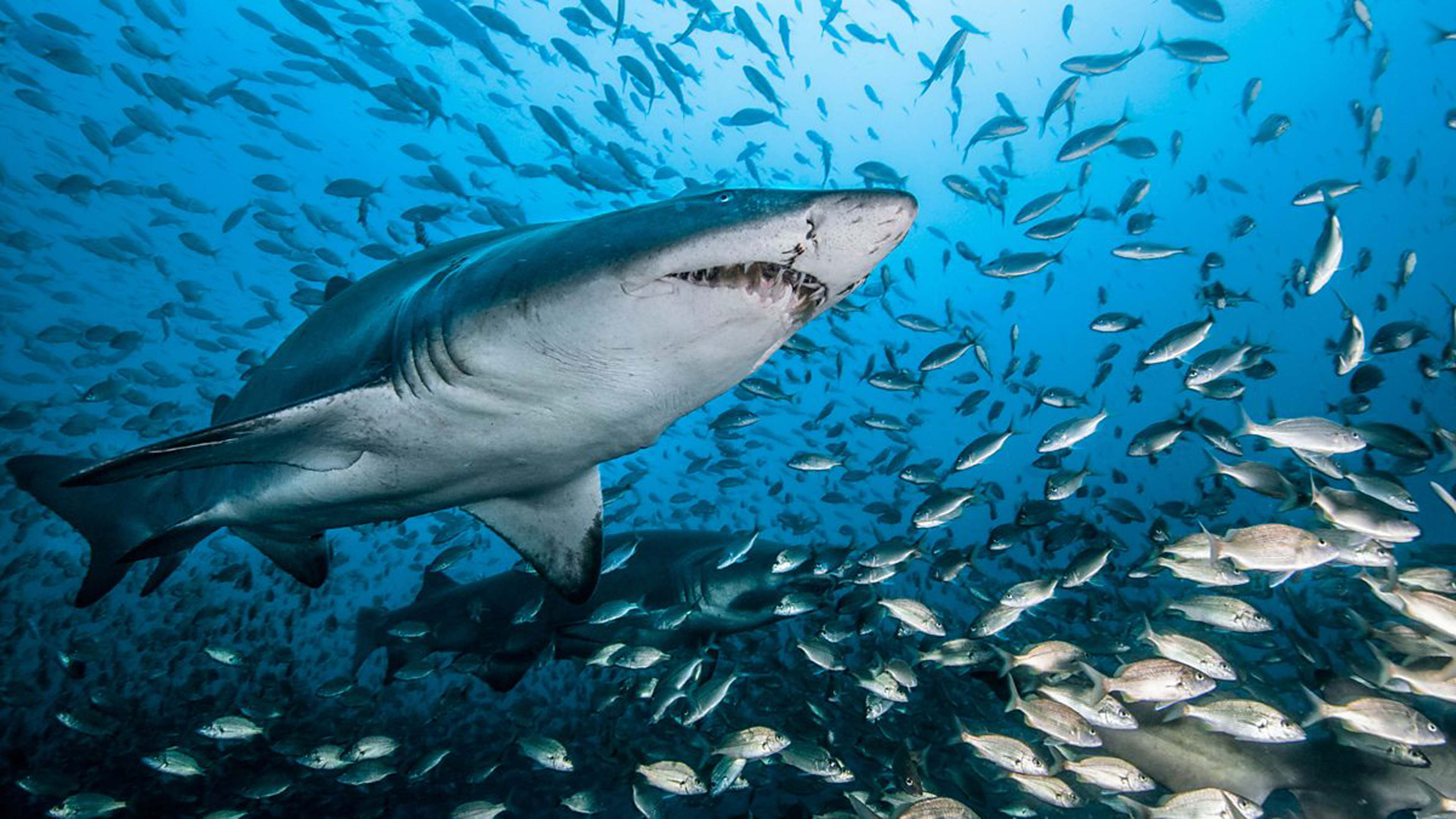 Sharks Wallpaper 2018 Pictures HD Images Free APK for Android Download