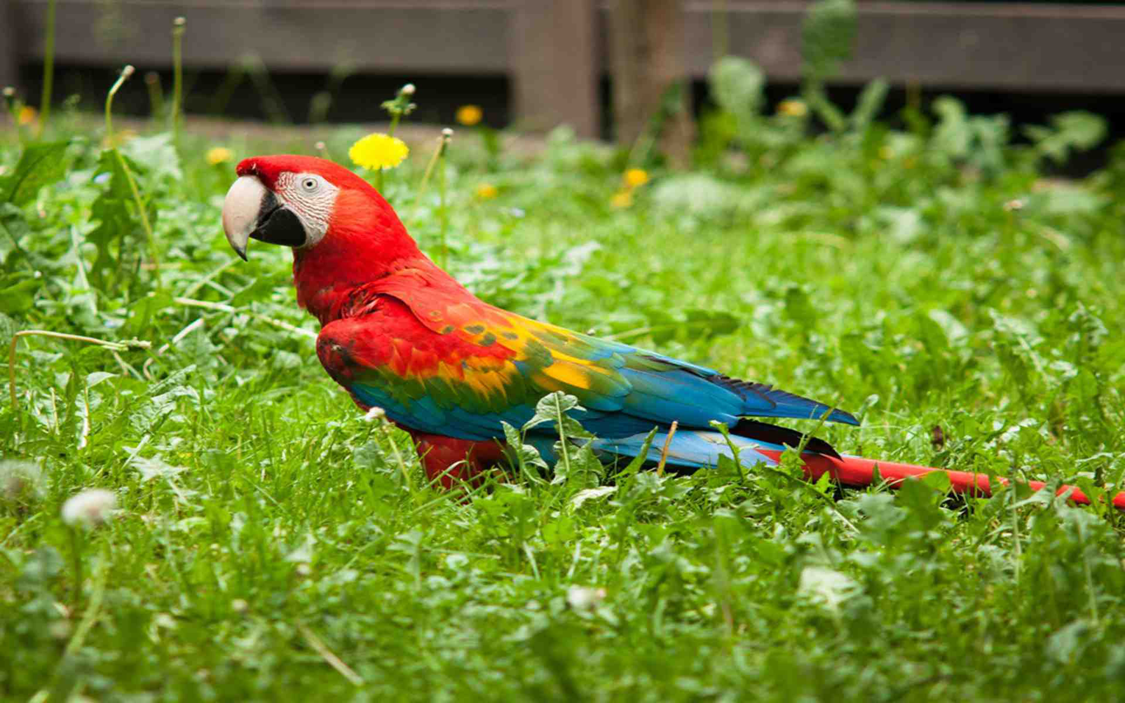 Scarlet Macaw Colored,parrot Bird Wallpapers Hd : Wallpapers13.com