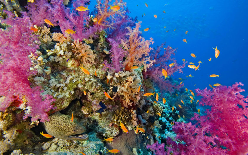 Seabed, Coral Reef With Coral And Fish Raja Ampat, Indonesia ...