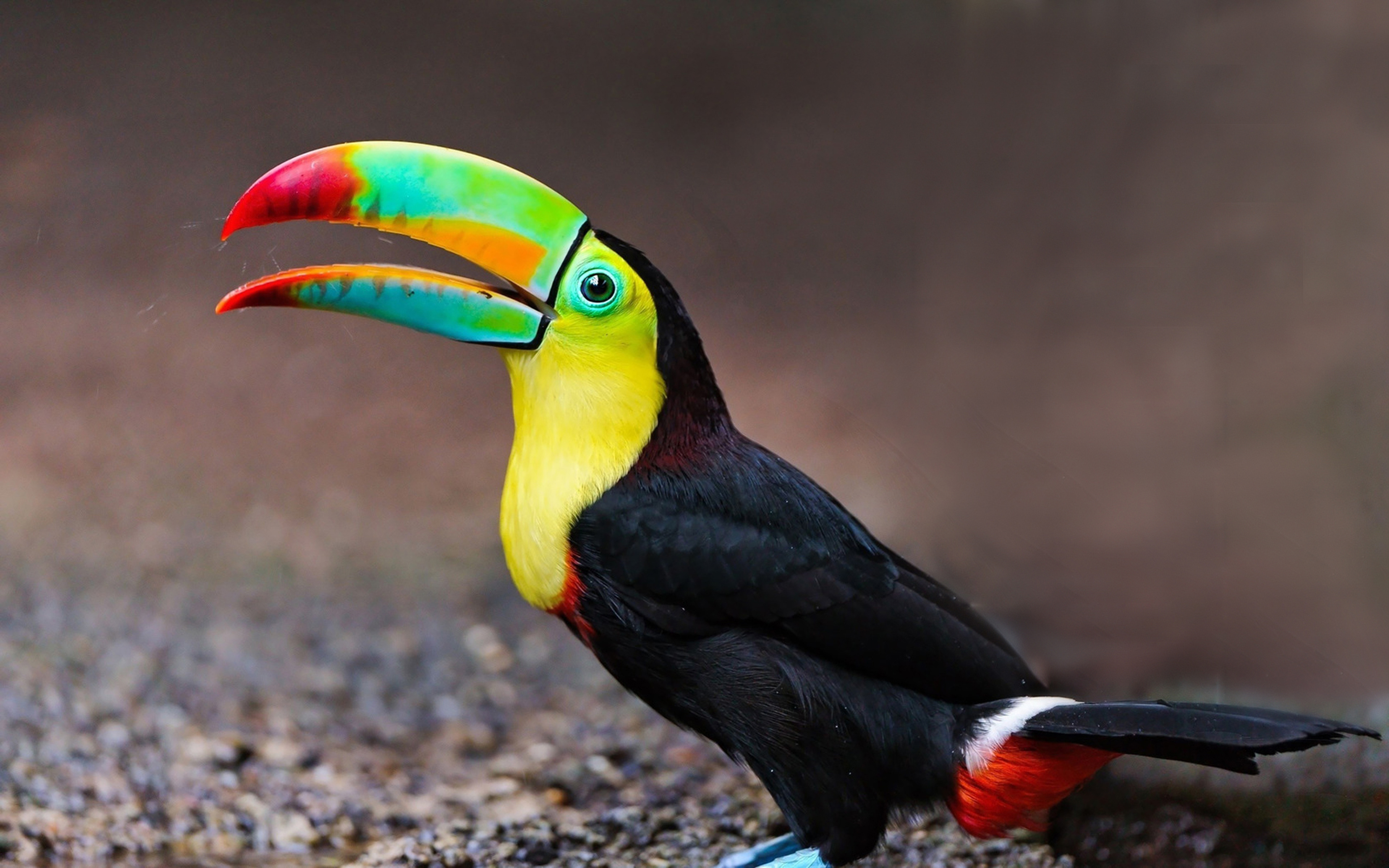 Toucan tropical-exotic-colored-birds-colorful beak-yellow breasts-full
