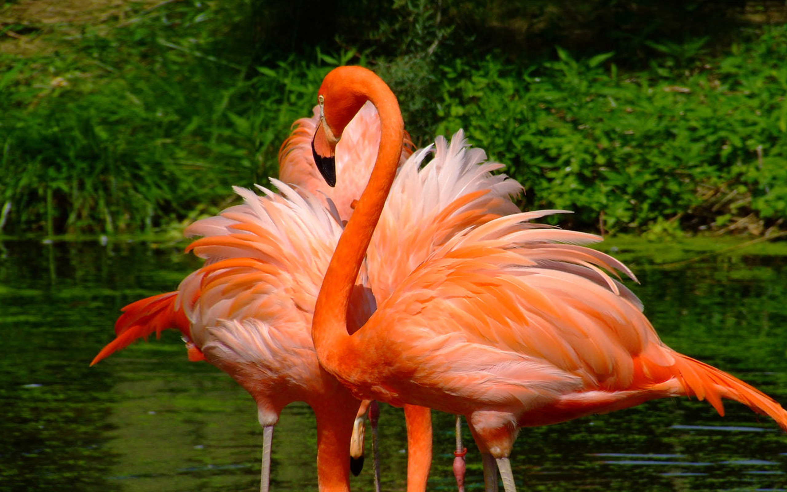 Two Orange Flamingos With Beautiful Feathers Desktop Wallpaper Hd