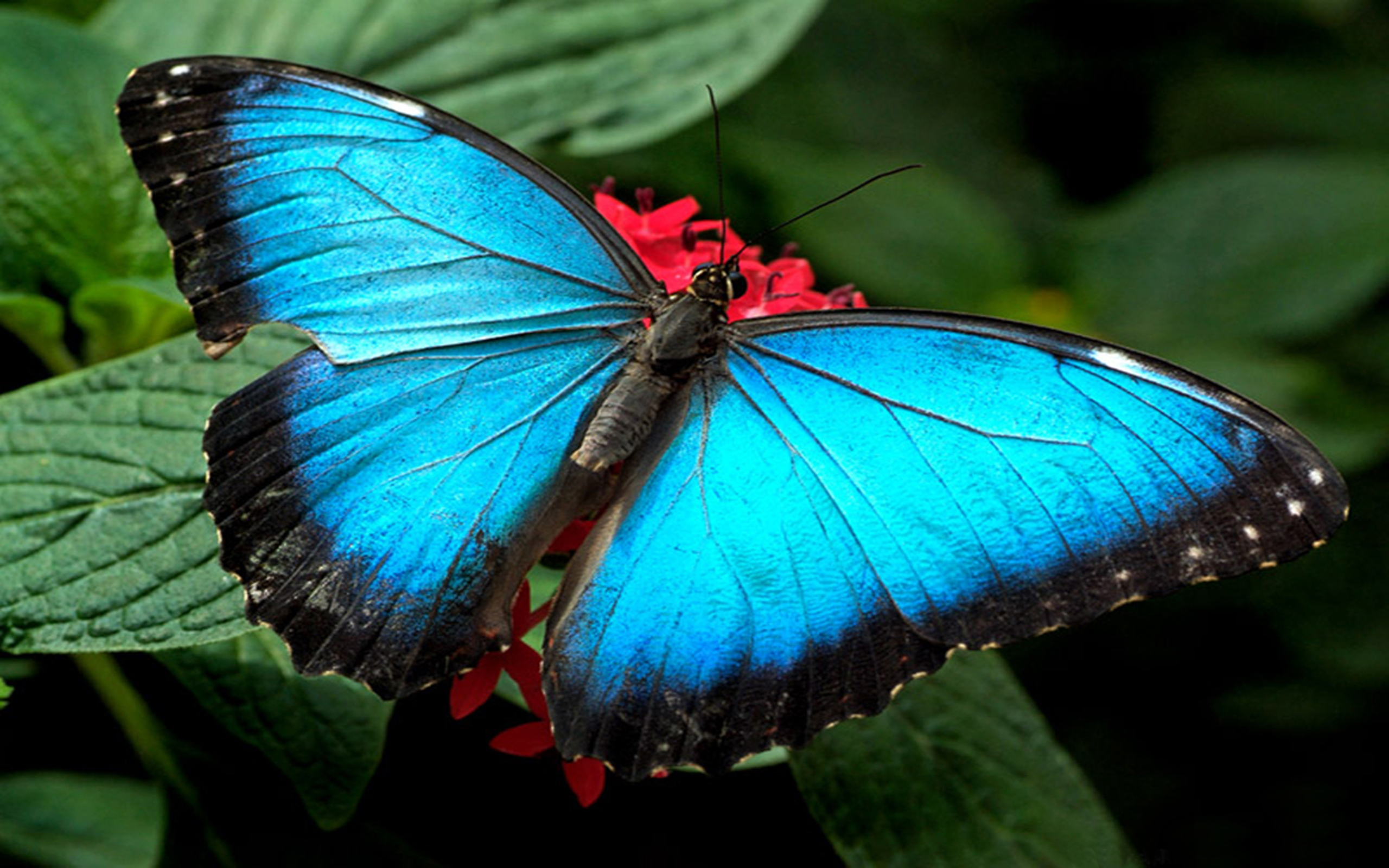 Blue Butterfly Images Hd Wallpaper - Reverasite