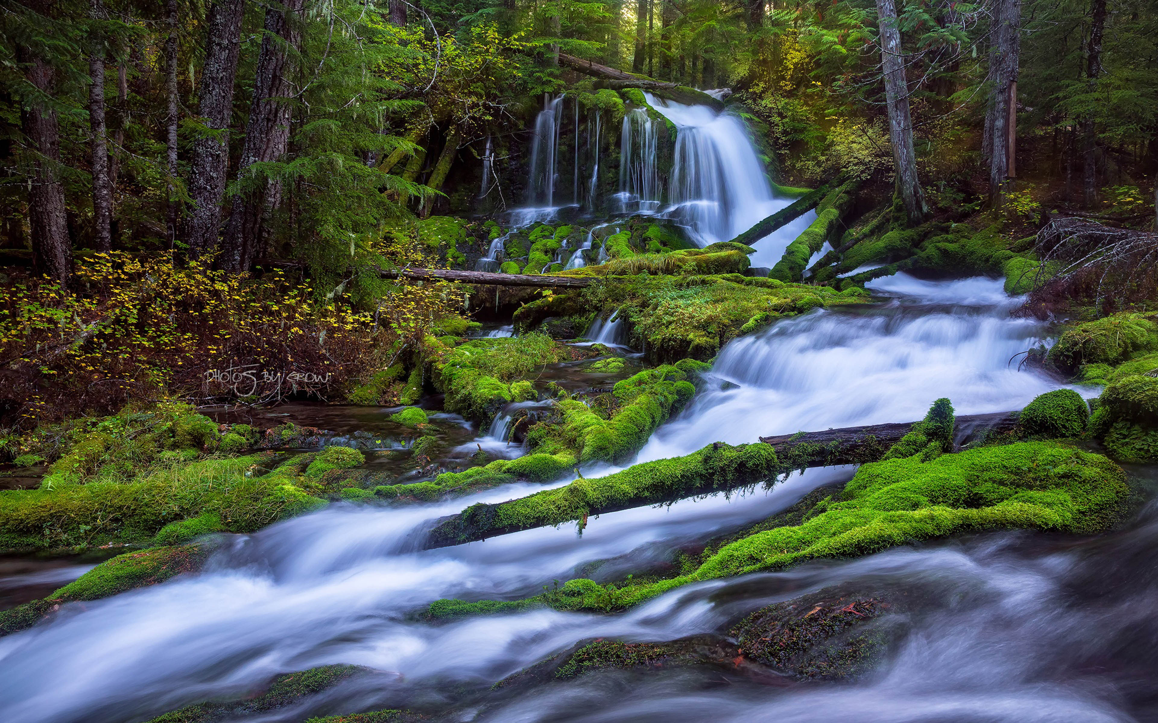 Fast Mountain River Waterfall Pine Forest, Fallen Trees And Green Moss