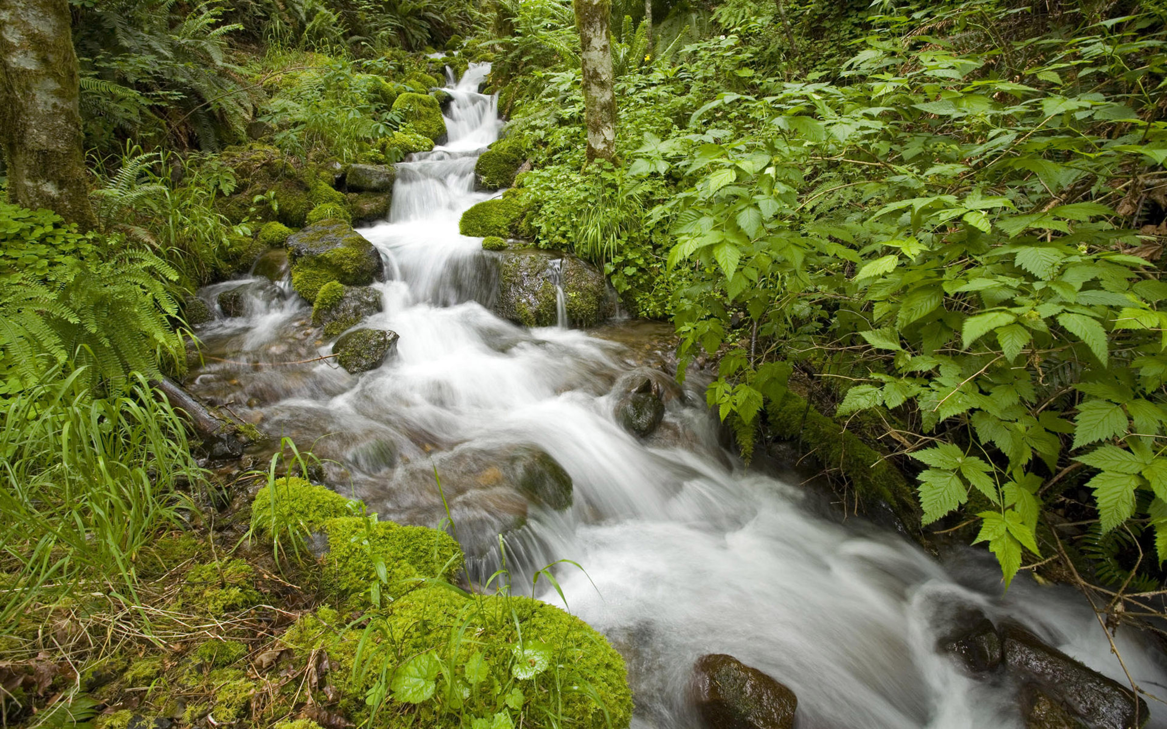 Mountain Stream Water Stones With Moss Green Vegetation Hd Wallpaper.