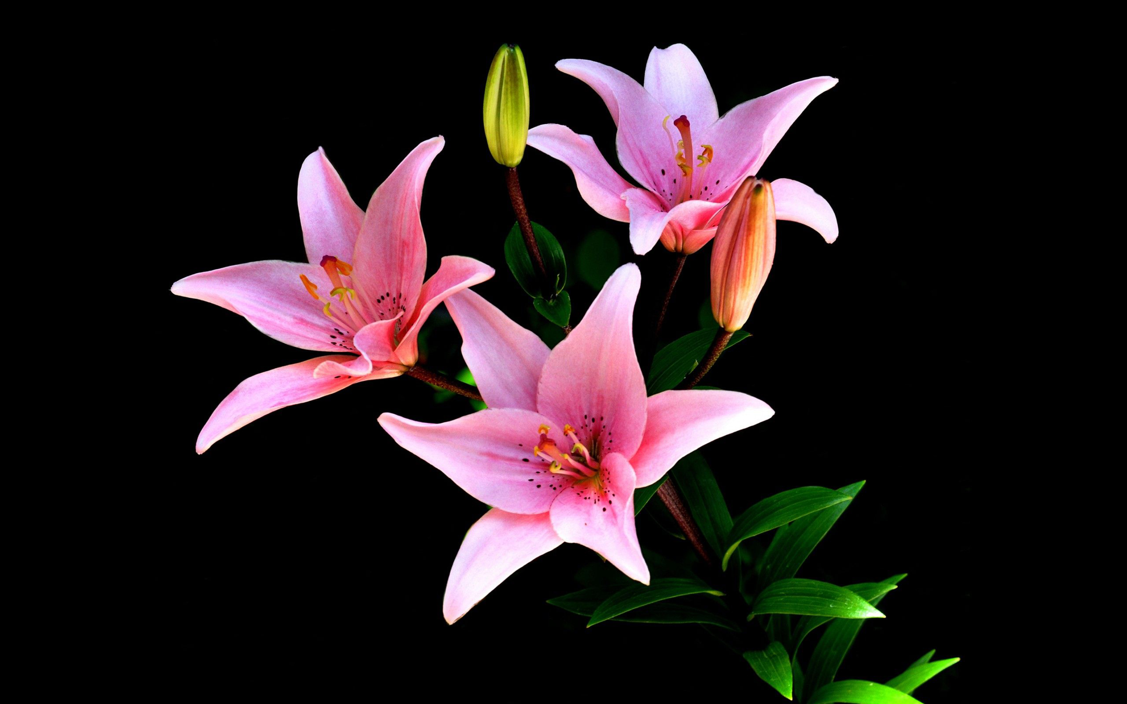 Cartoon Lily Images, HD Pictures For Free Vectors Download - Lovepik.com