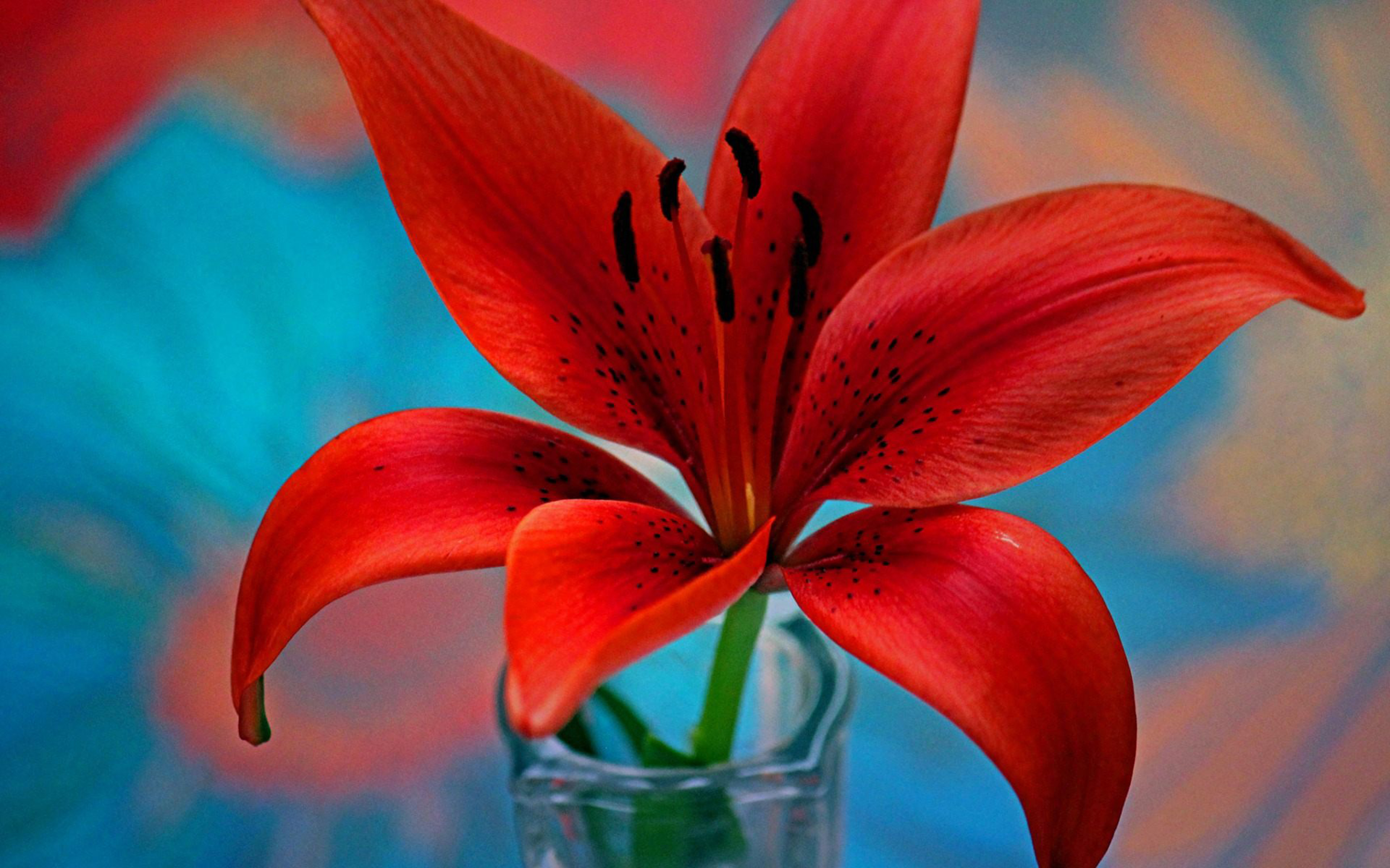 Red Lily Flower Wallpaper For Desktop Hd 3840x2400 : Wallpapers13.com